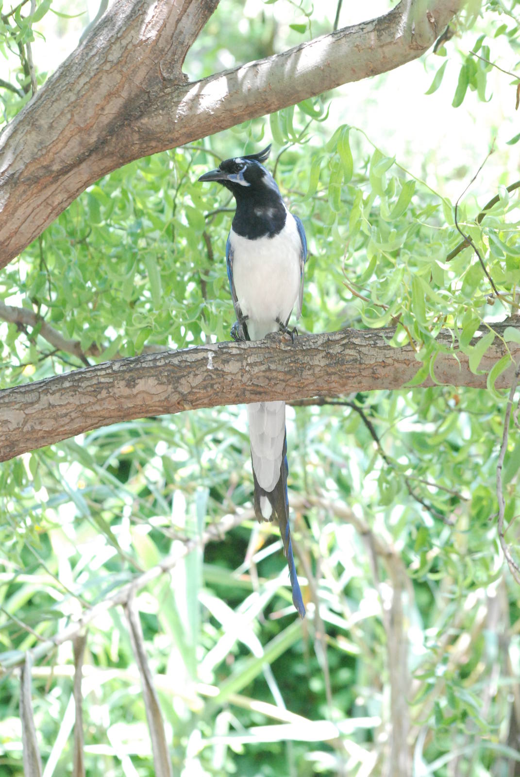 Black-throated Magpie Jay at Faunia, 27/05/11