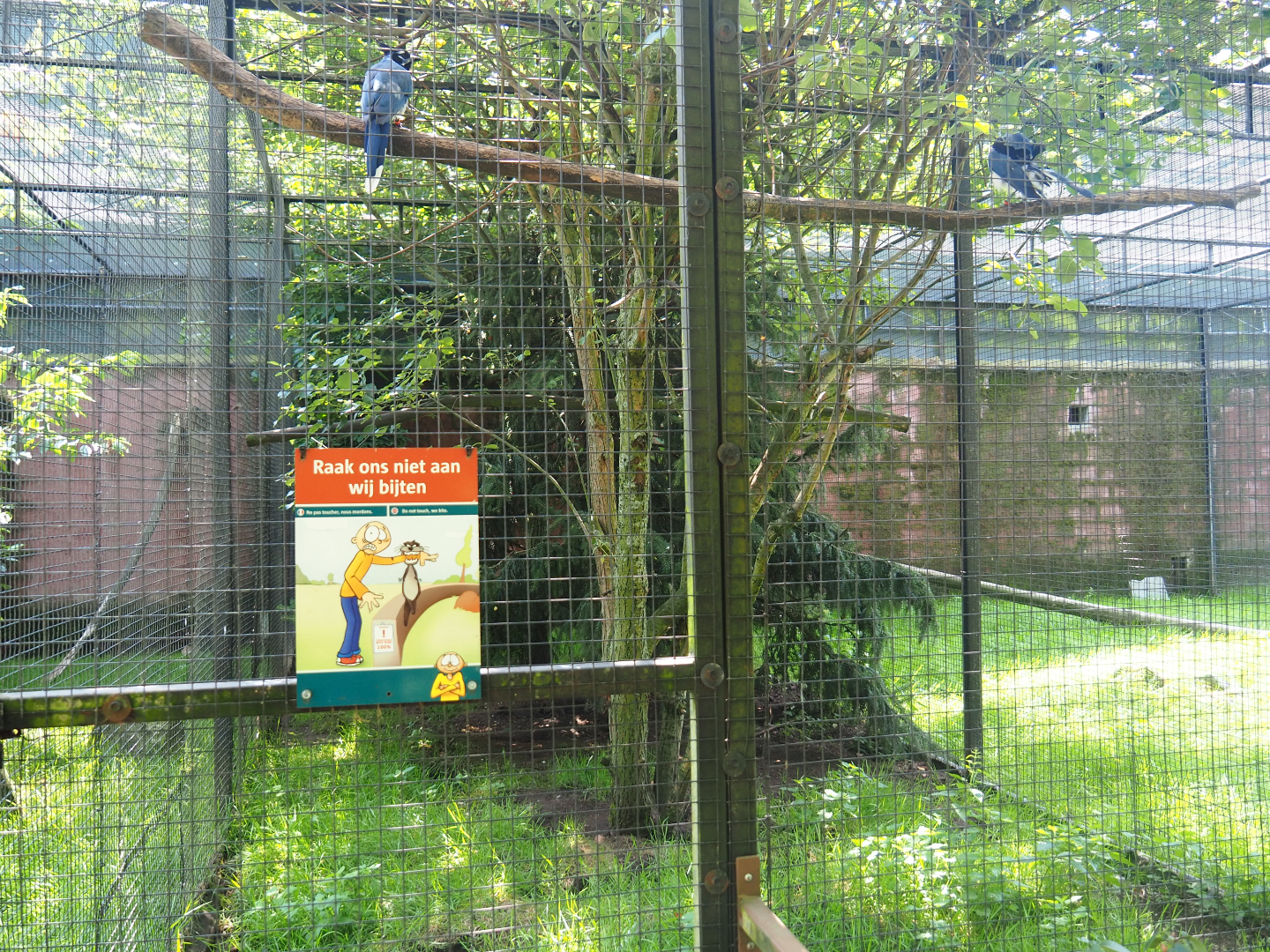 Black-throated magpie-jay aviary, 2019-08-04