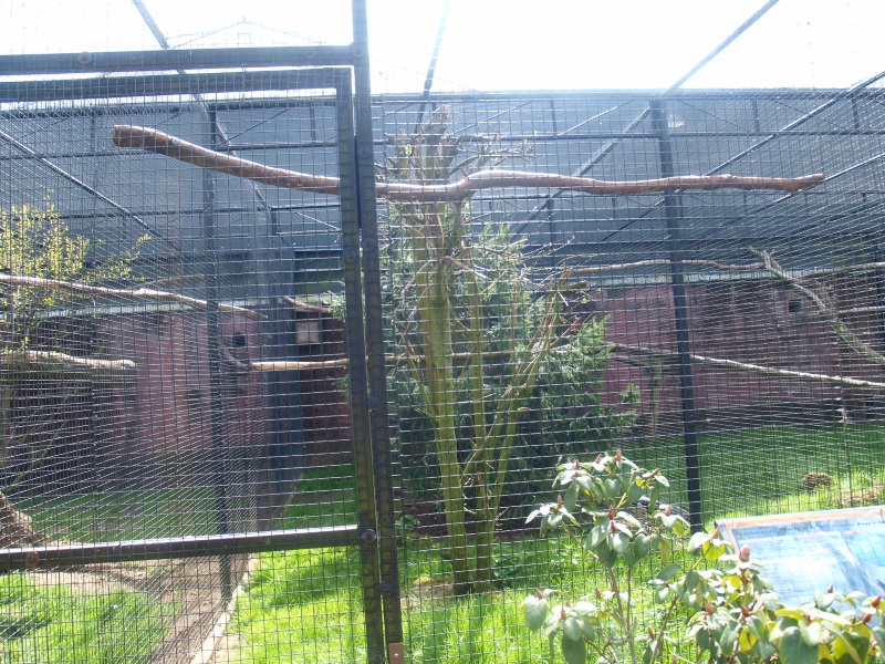 Black-throated magpie-jay aviary (April 19th, 2015)