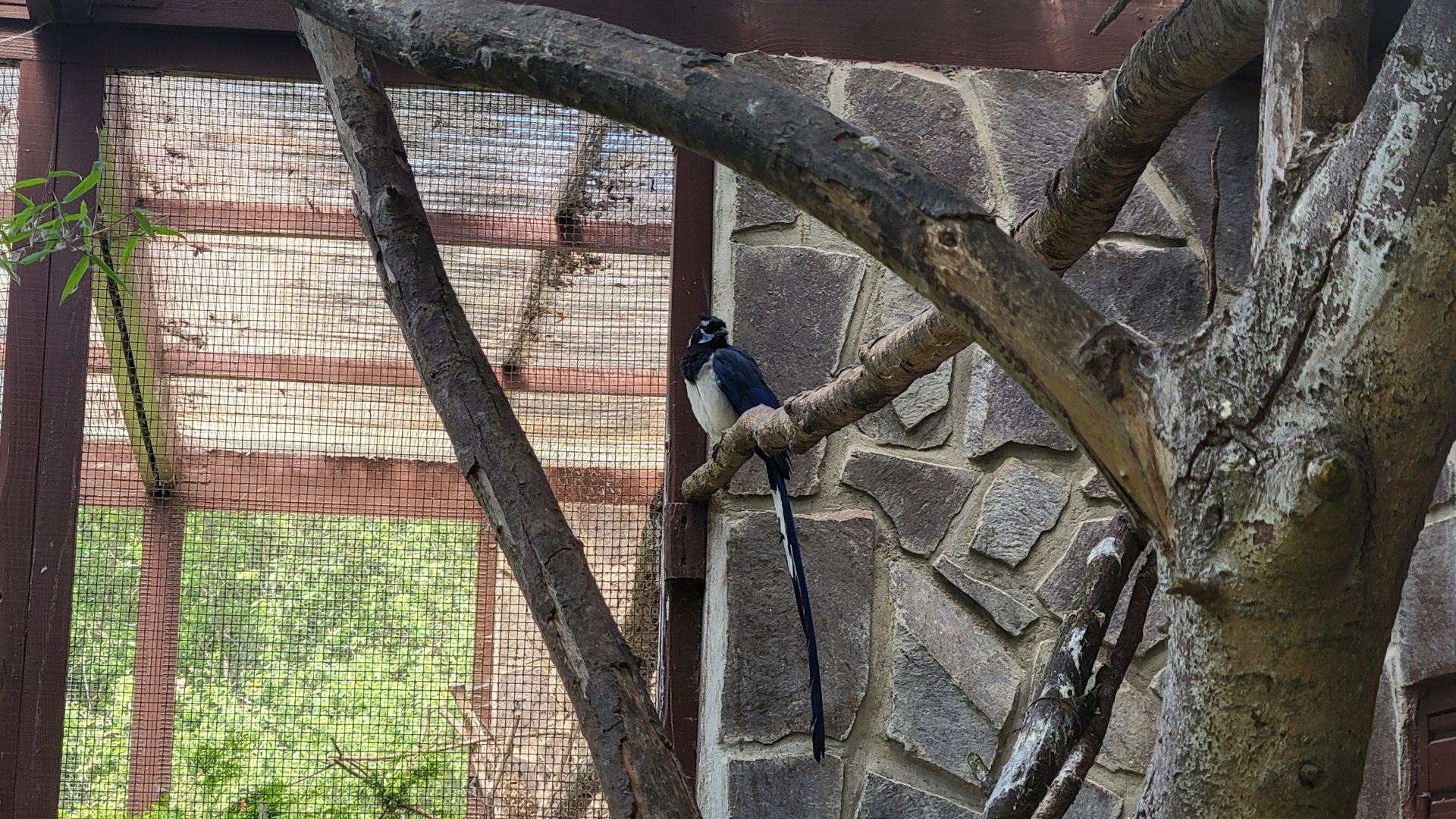 Black-throated magpie-jay (Calocitta collei)