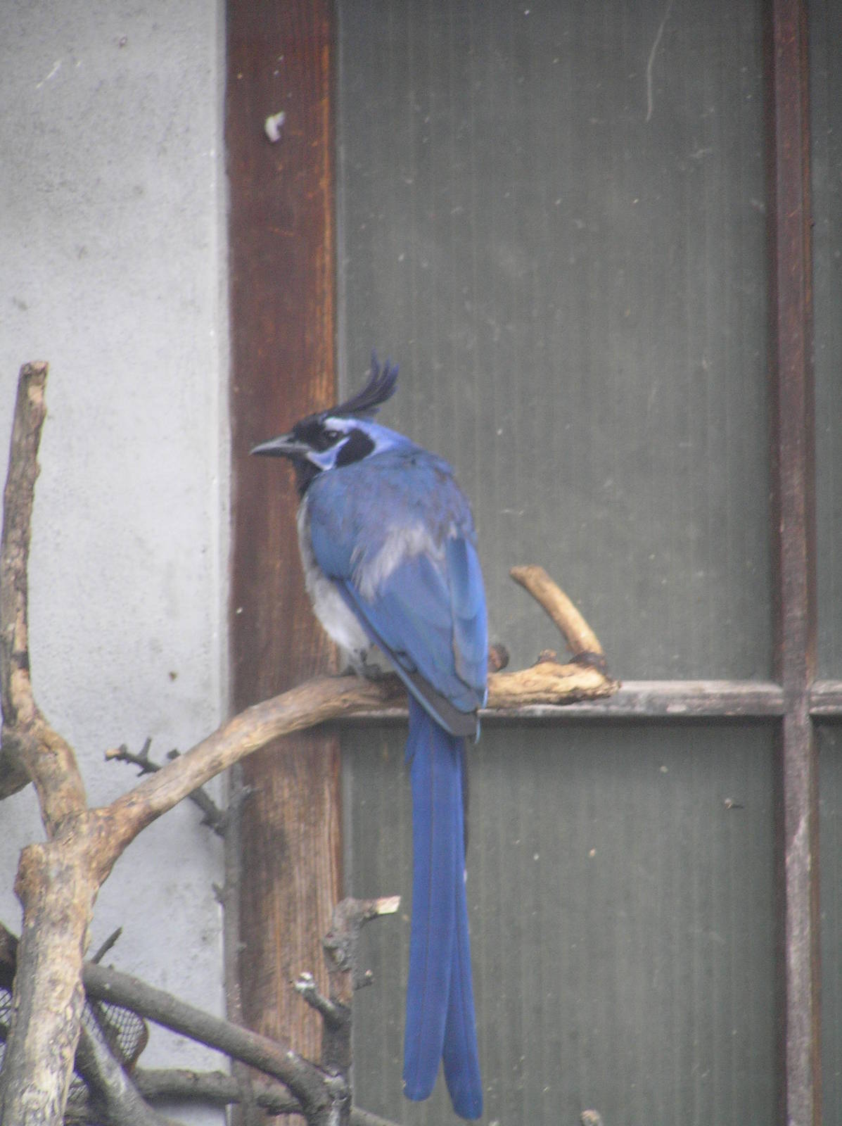 Black-throated Magpie-jay (Calocitta colliei). Heidelberg 06