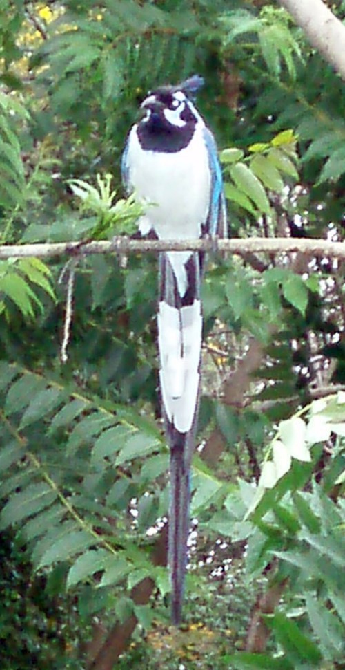 Black-throated Magpie-Jay (Calocitta colliei)