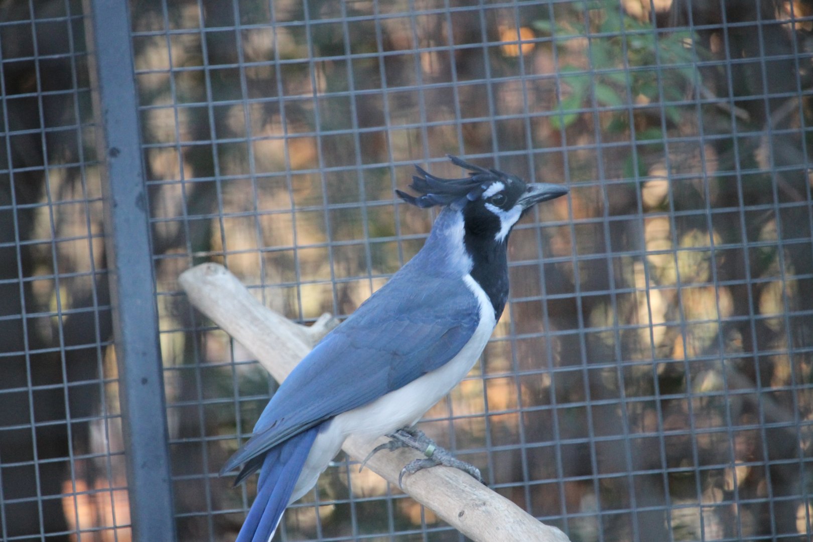 Black-throated Magpie Jay (Calocitta formosa)