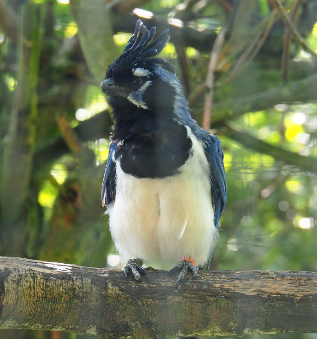 Black-throated magpie-jay (Cyanocorax colliei), 2019-08-04