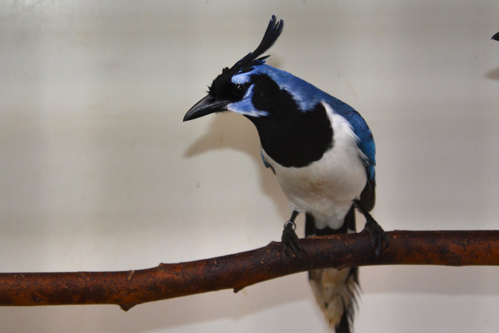 Black-throated magpie-jay (Cyanocorax colliei)