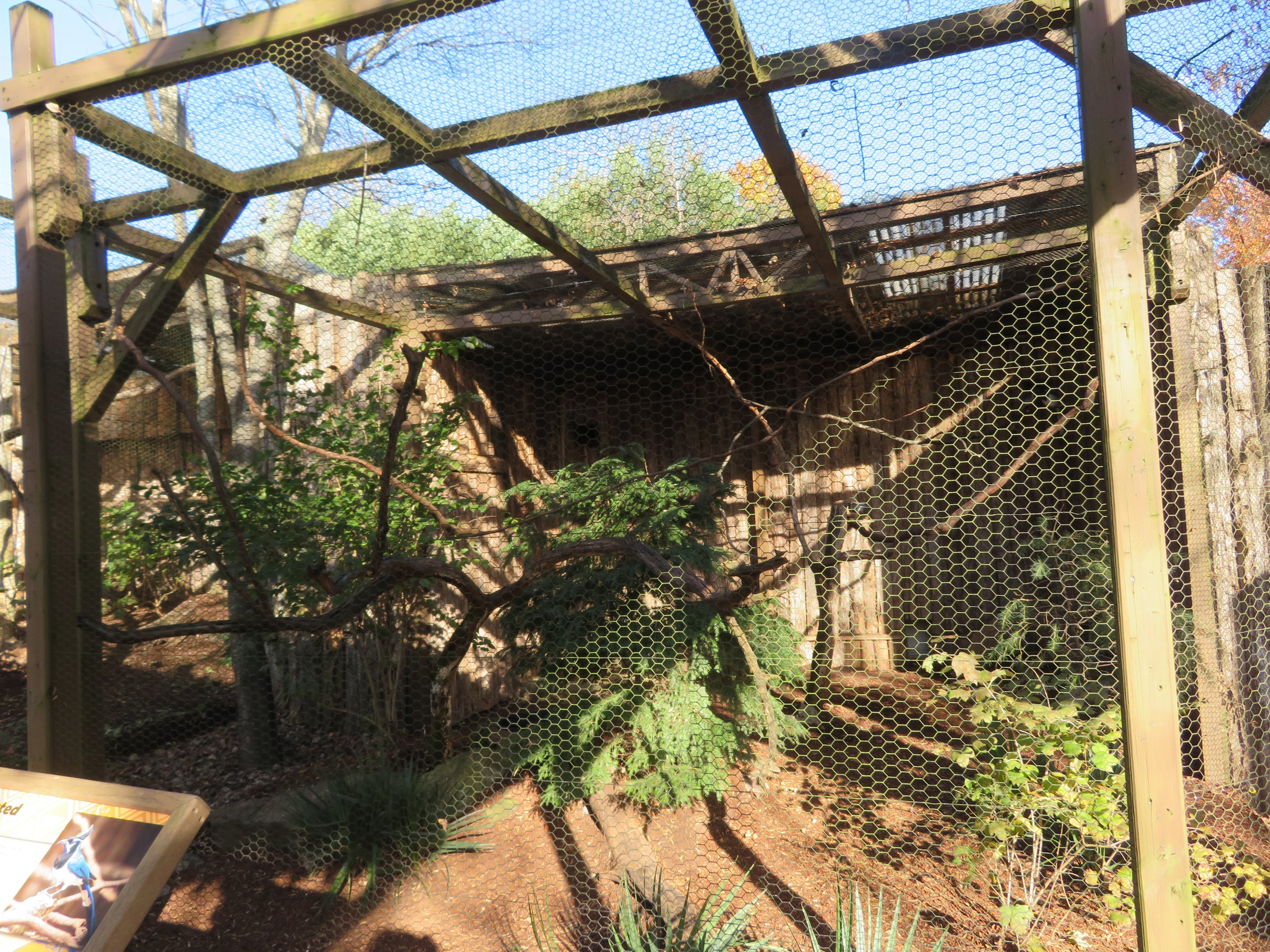 Black-throated Magpie-jay Exhibit