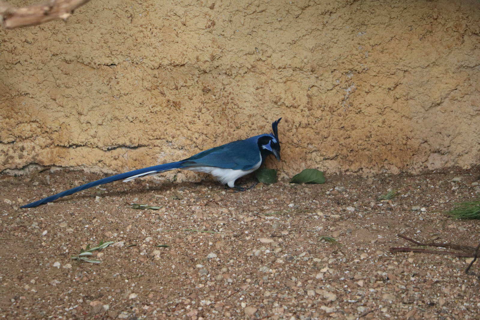 Black-throated magpie jay, February 2016