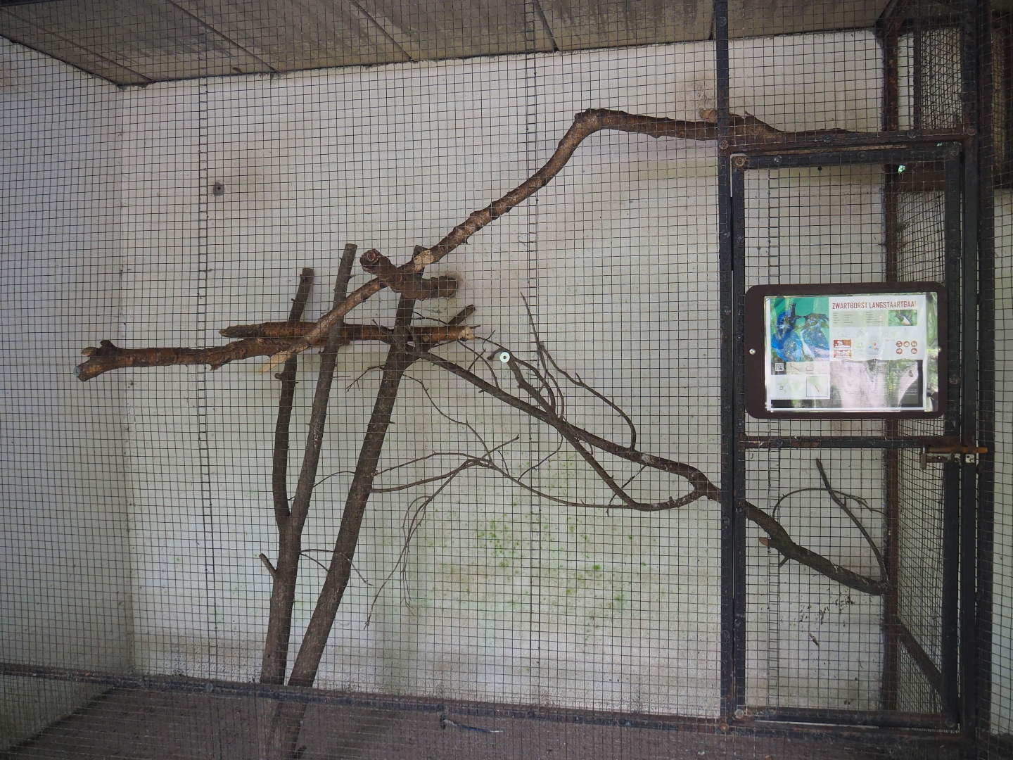 Black-throated magpie jay indoor aviary, 2019-08-04