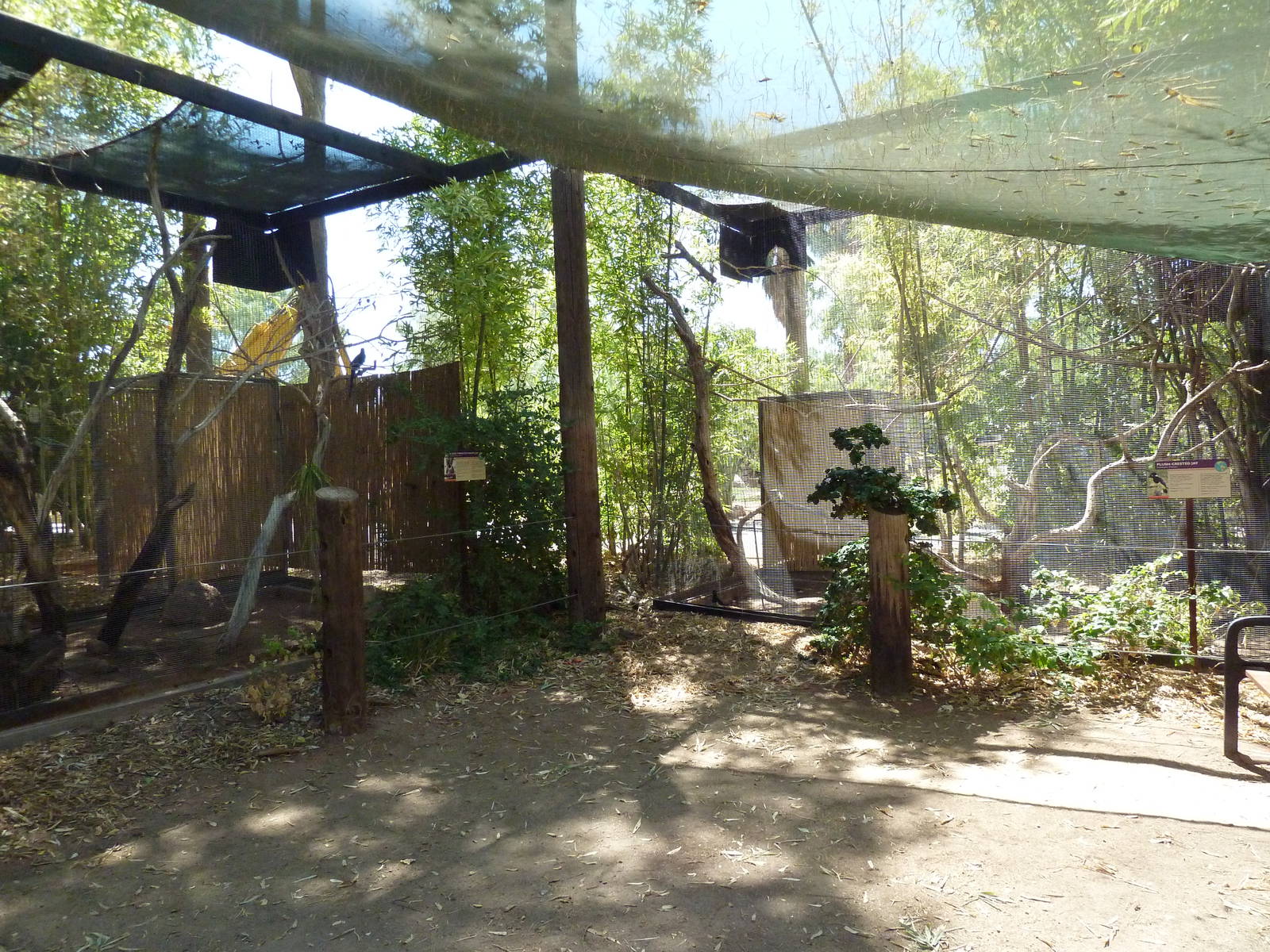 Black-Throated Magpie Jay + Plush Crested Jay Exhibits