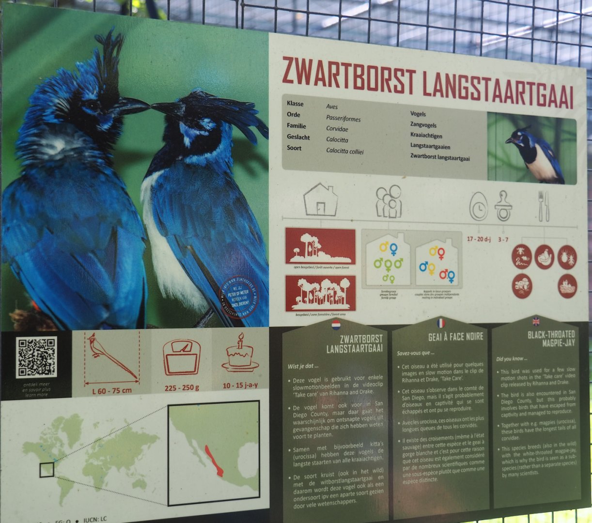 Black-throated magpie-jay signage, 2019-08-04