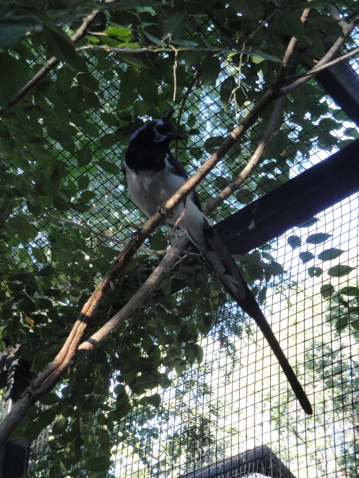 Black-throated Magpie Jay