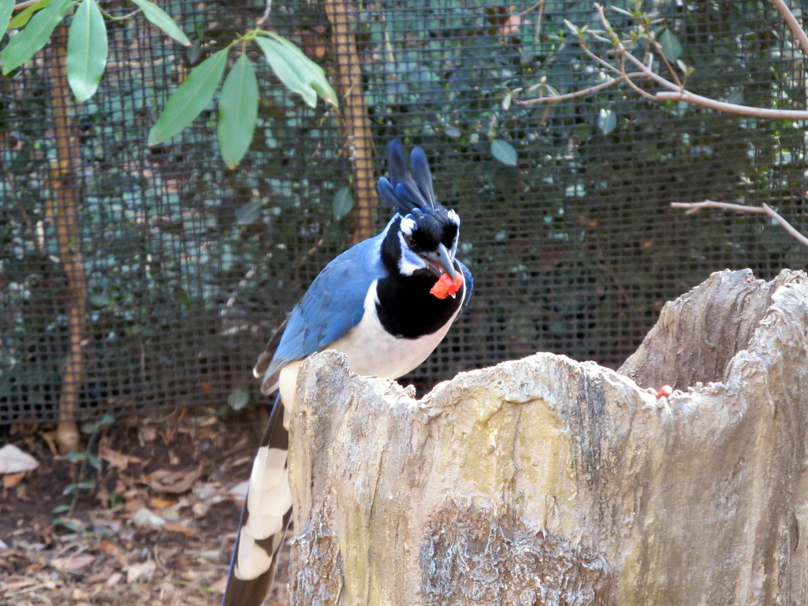 Black-throated Magpie-jay?