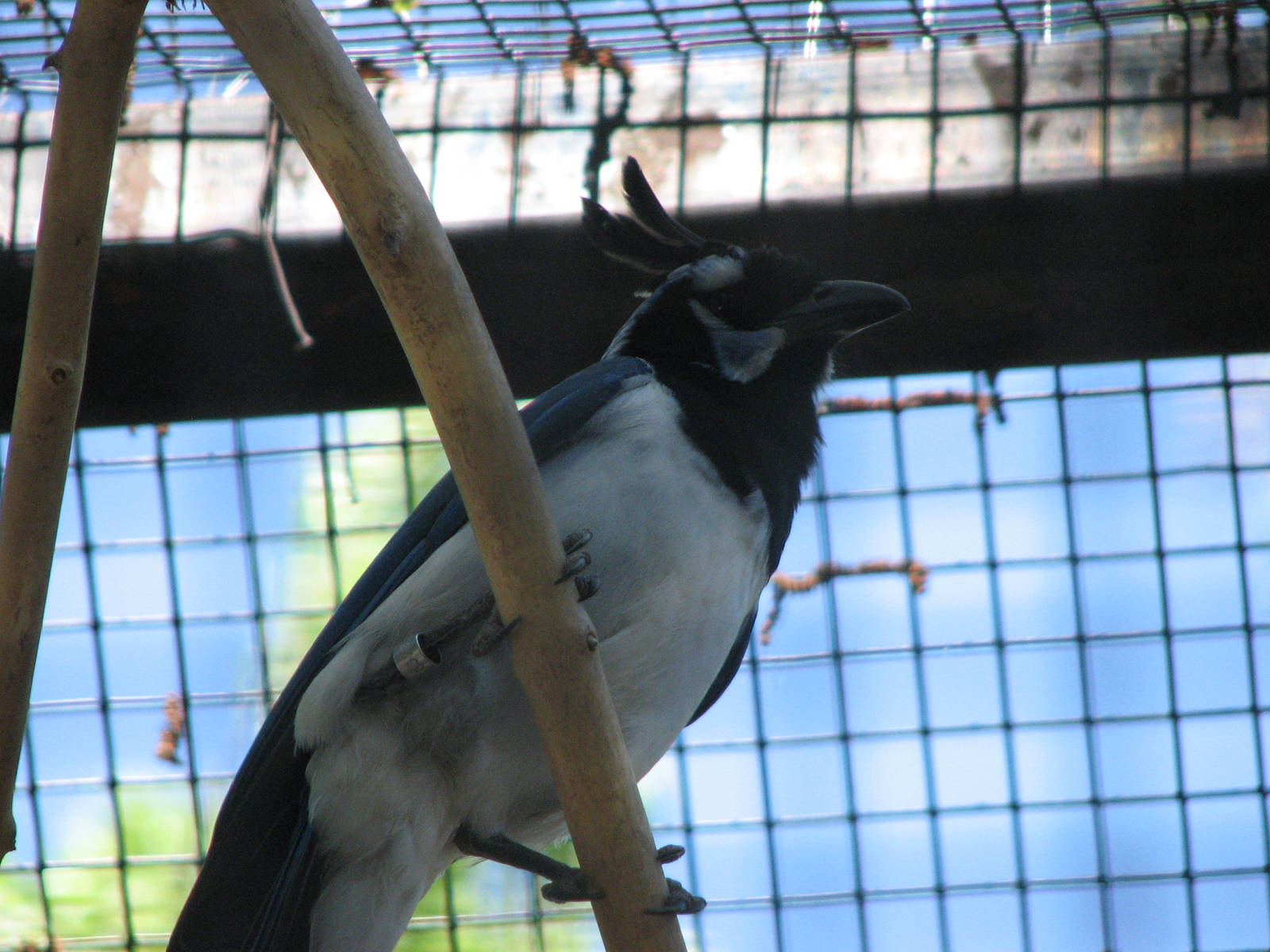 Black-throated Magpie-jay