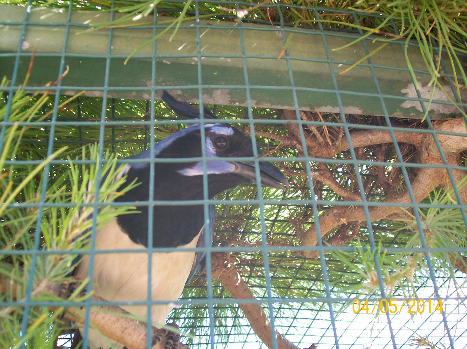 Black-throated magpie-jay