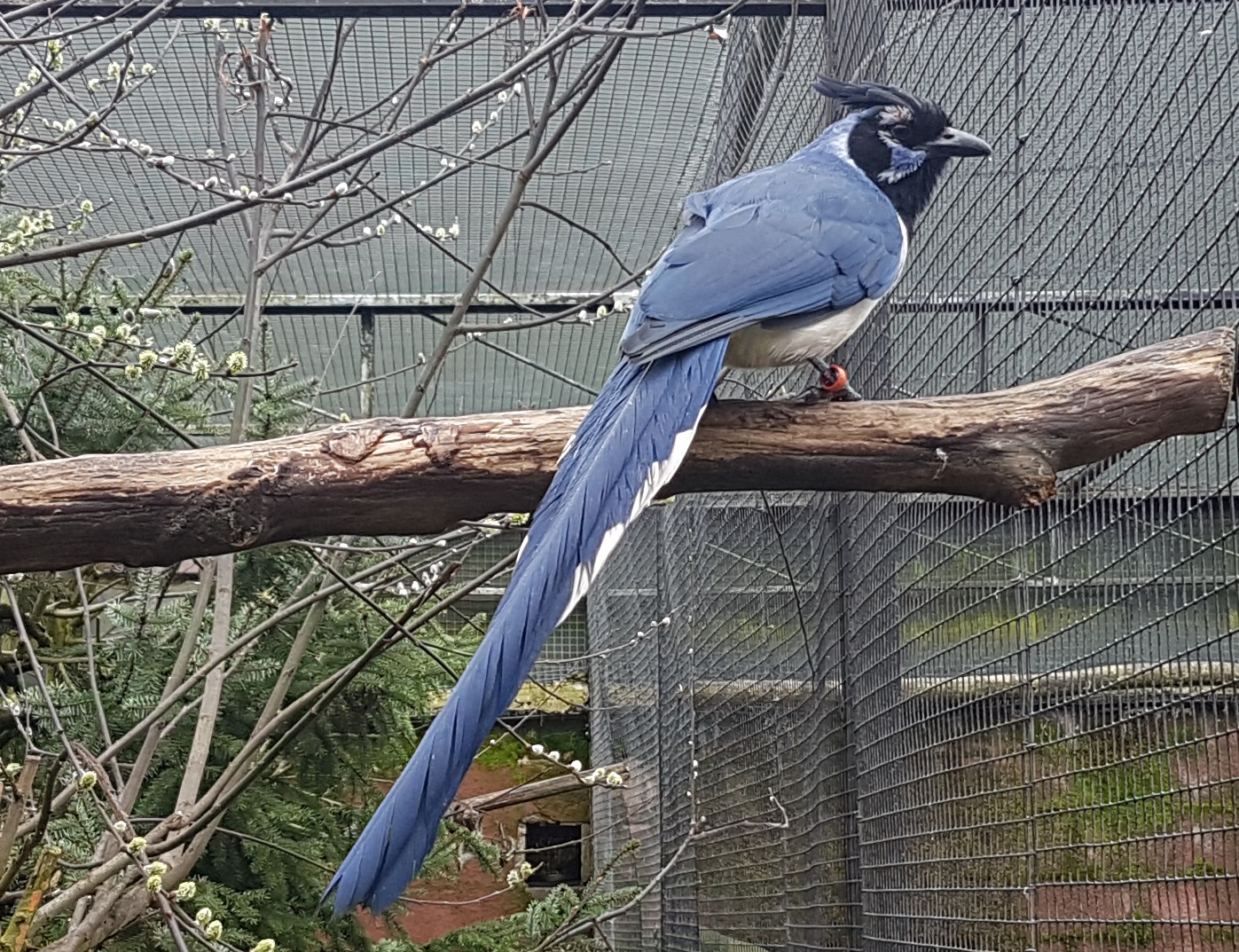 Black-throated magpie-jay