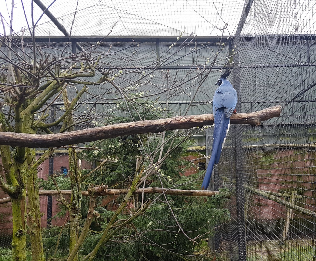 Black-throated magpie-jay