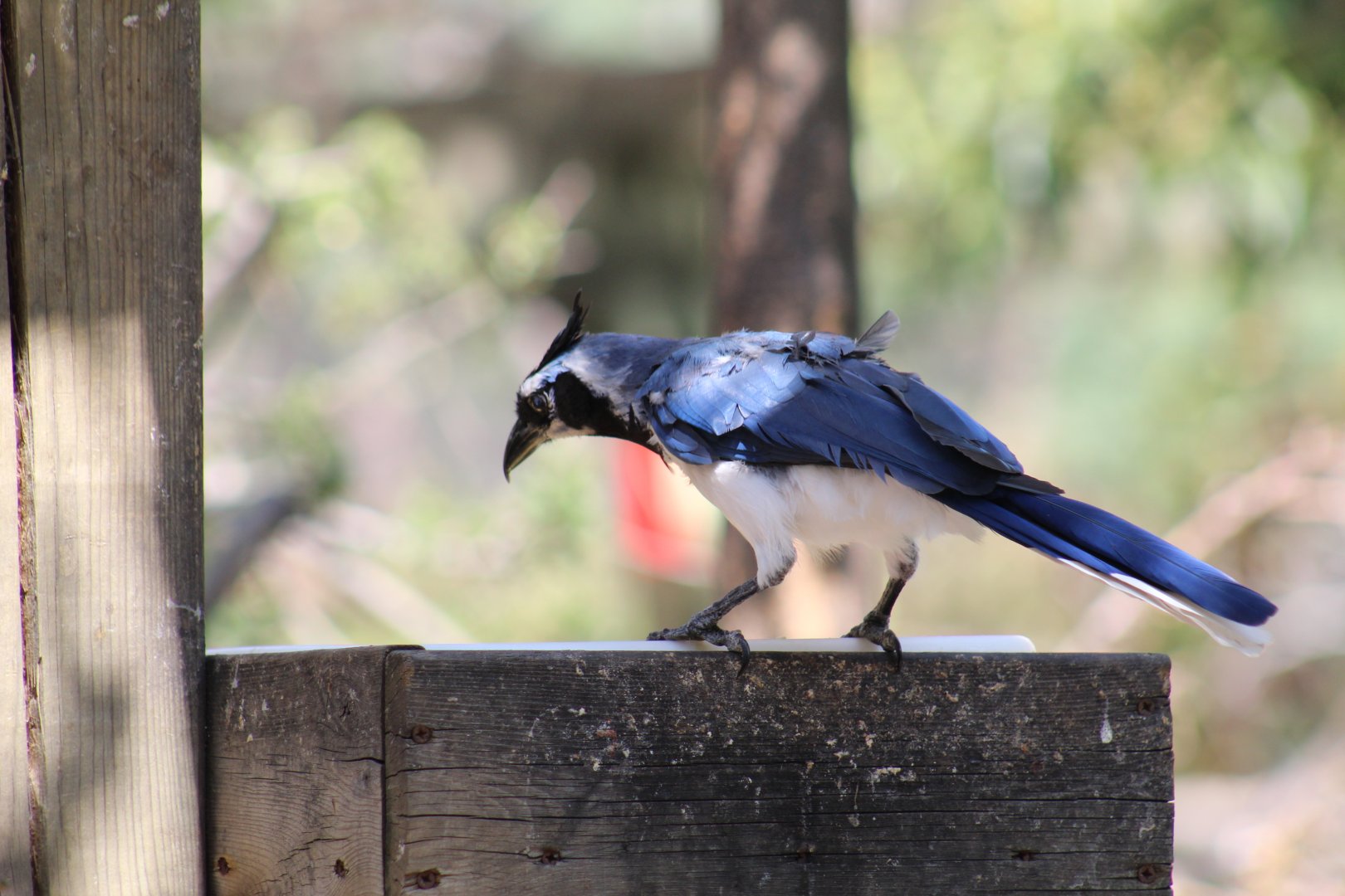 Black-Throated Magpie-Jay