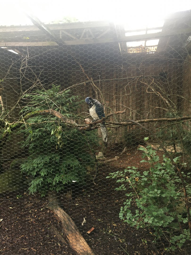 Black Throated Magpie Jay