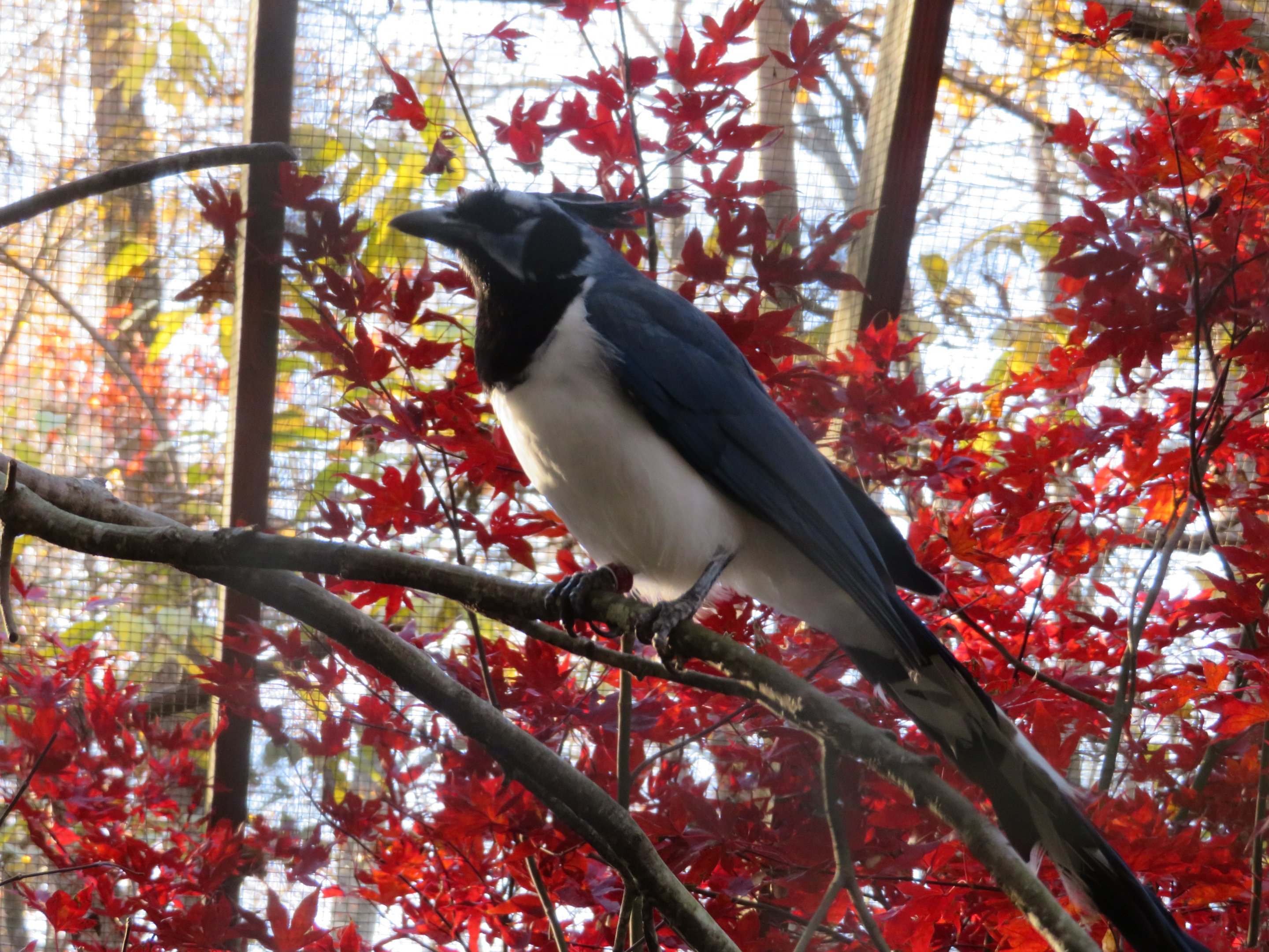 Black-throated Magpie-jay