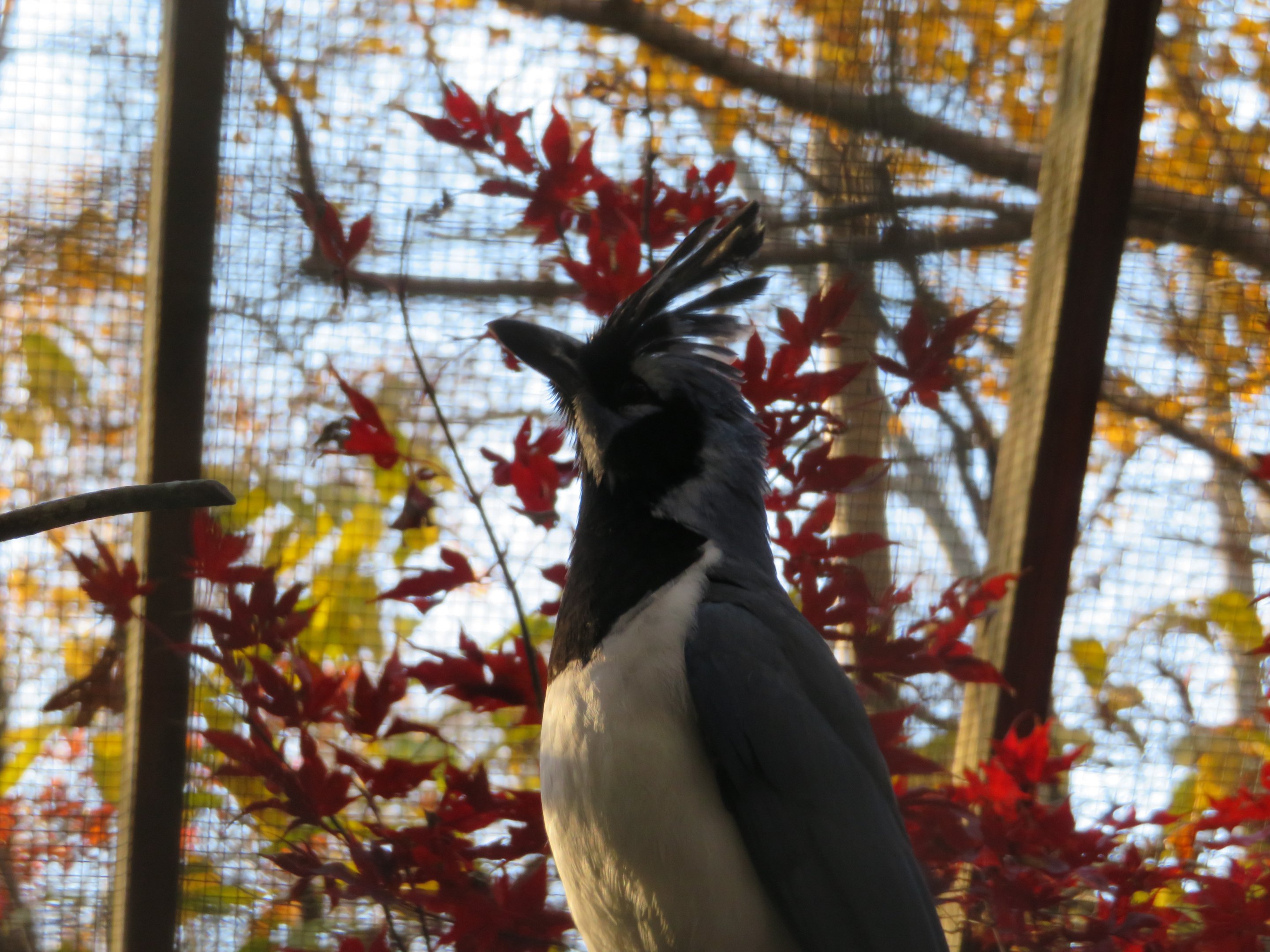 Black-throated Magpie-jay