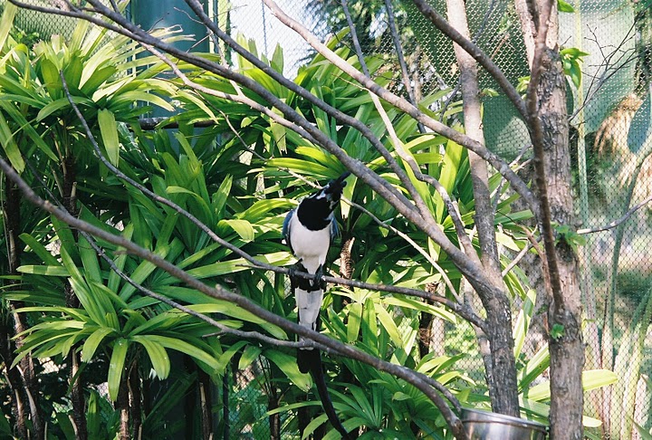 Black-Throated Magpie-Jay