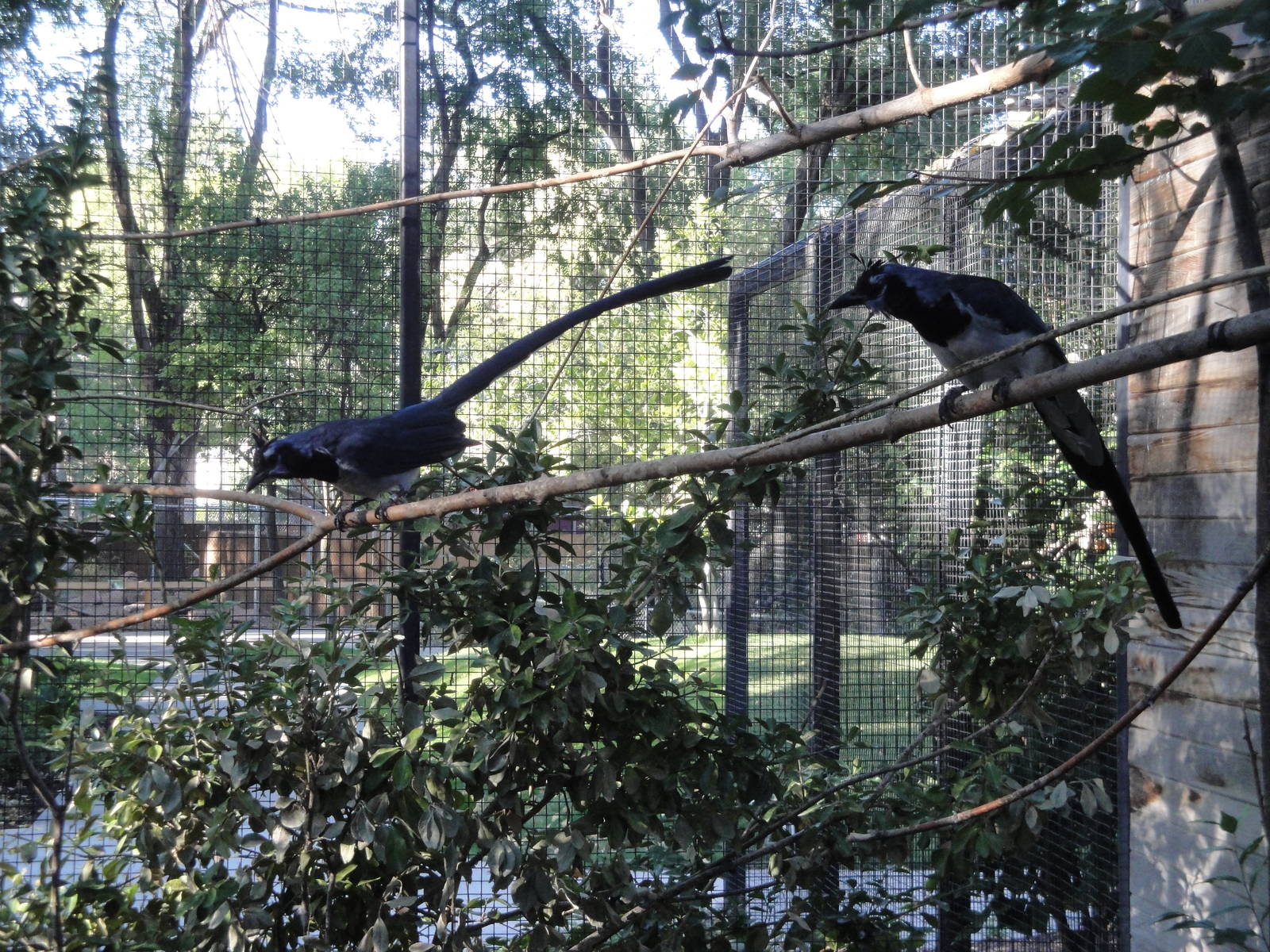 Black-throated Magpie Jays
