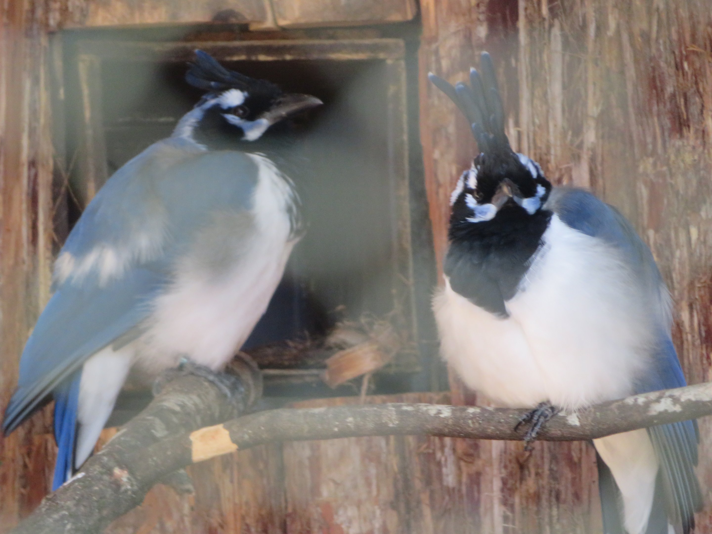 Black-throated Magpie-jays