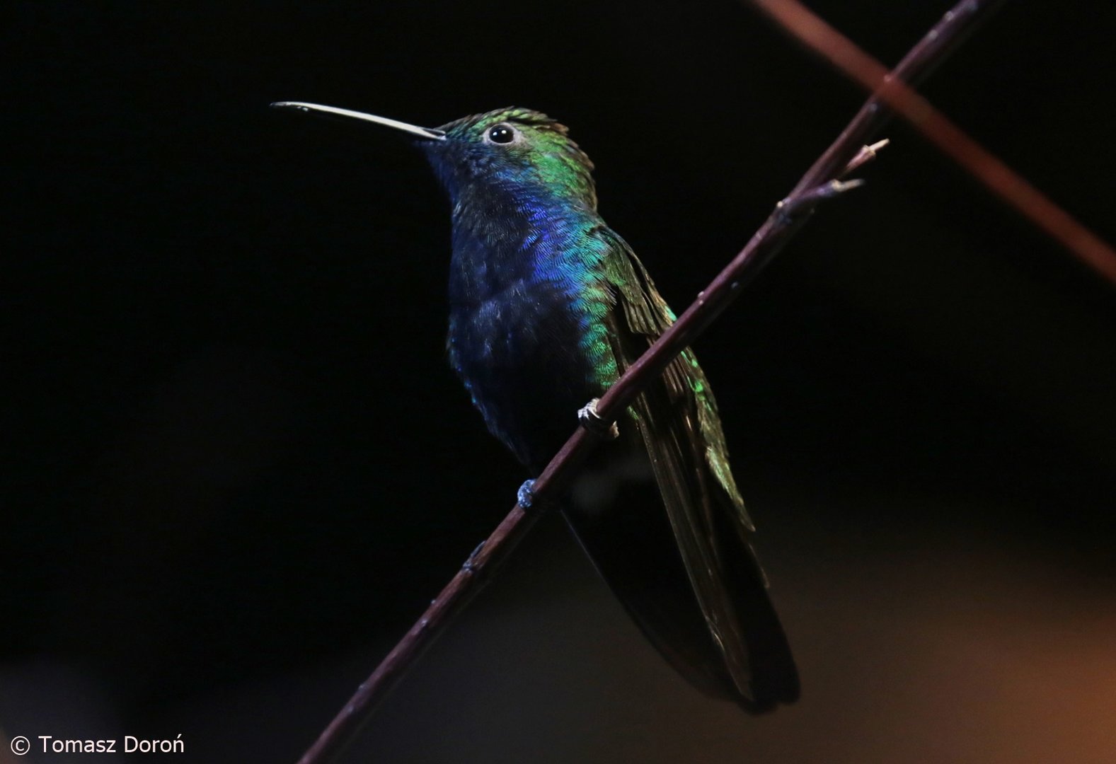 Black-throated Mango (Anthracothorax nigricollis), October 2022