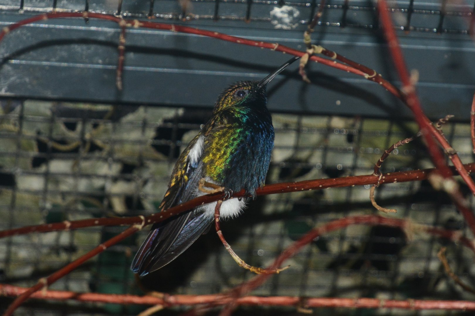 Black-throated mango (Anthracothorax nigricollis)