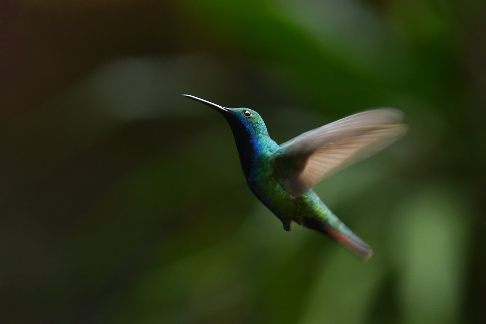 Black-throated Mango Anthracothorax nigricollis