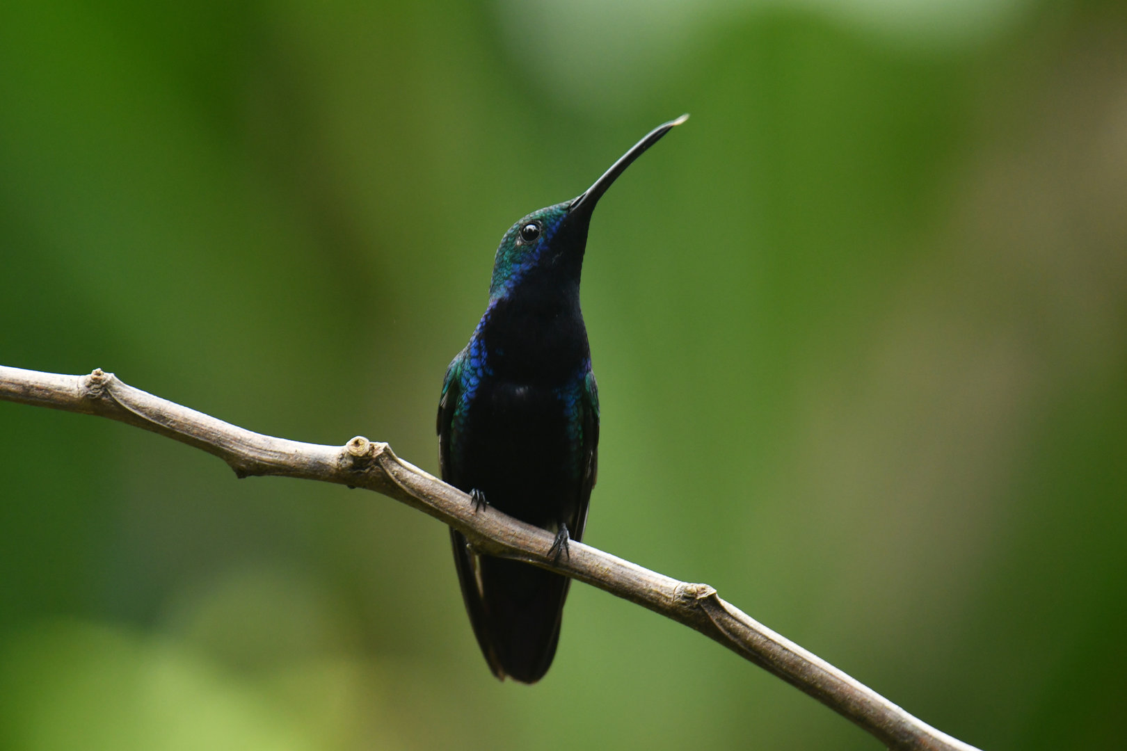 Black-throated Mango Anthracothorax nigricollis