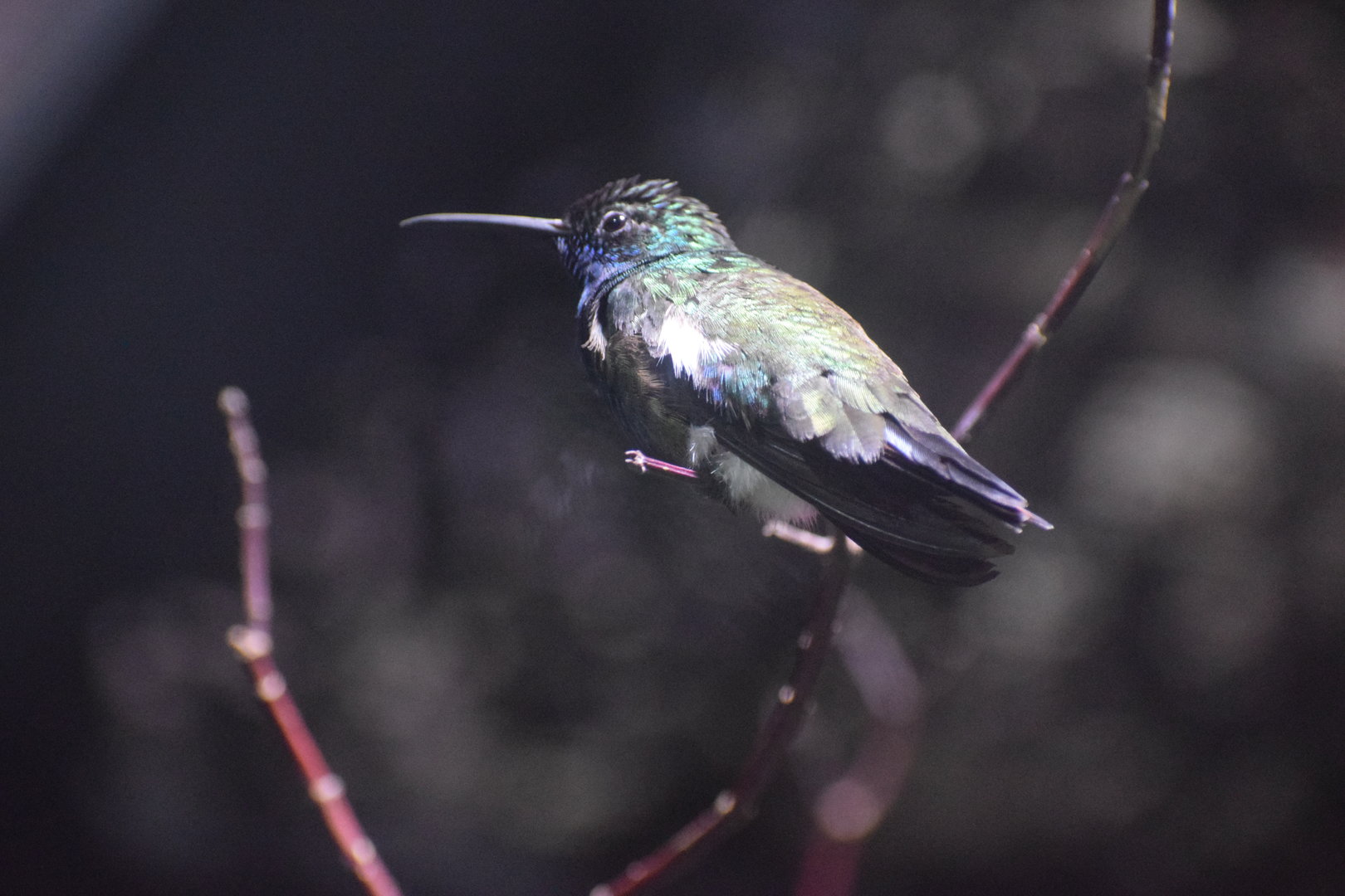 Black-throated mango - August 2023