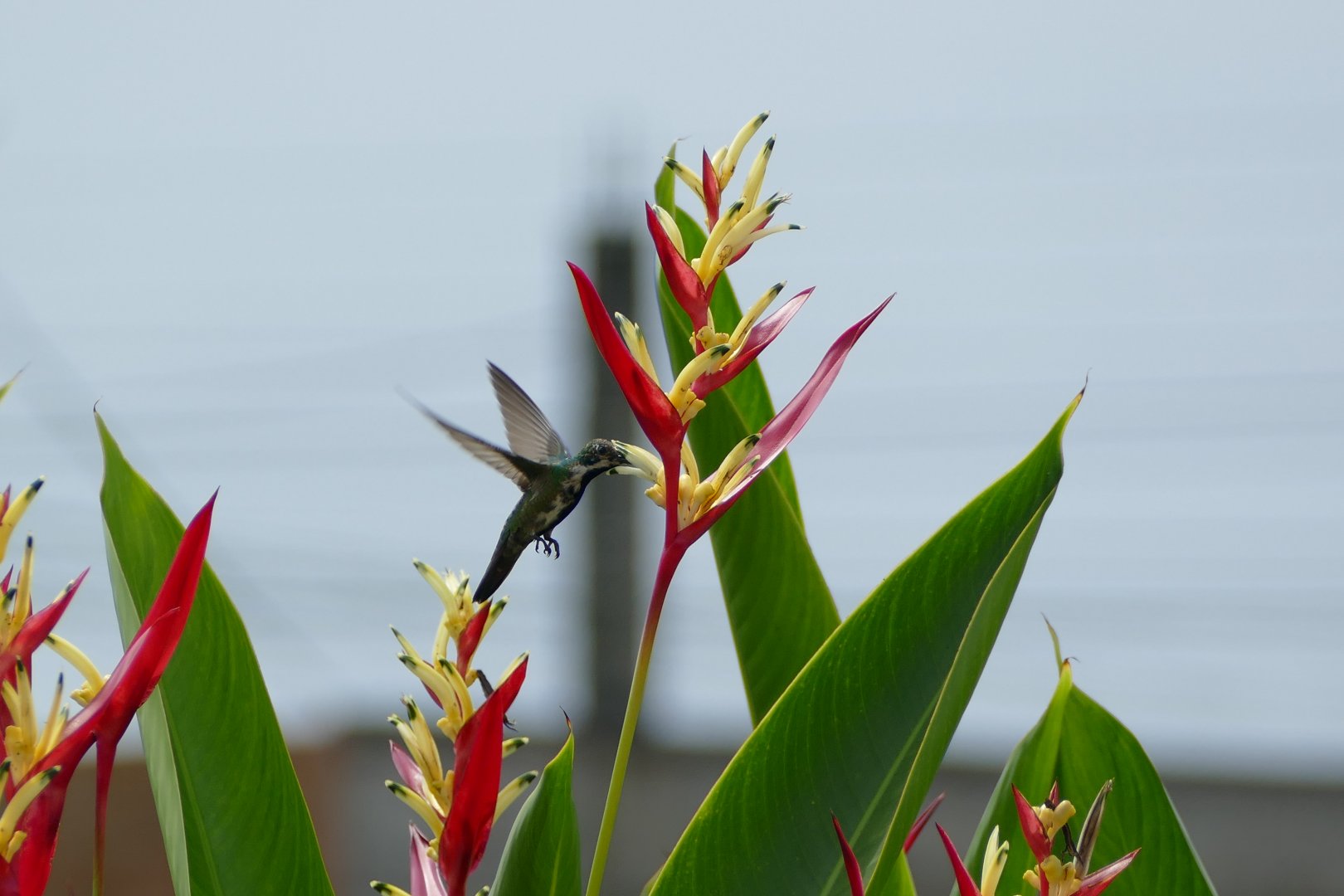 Black-throated Mango