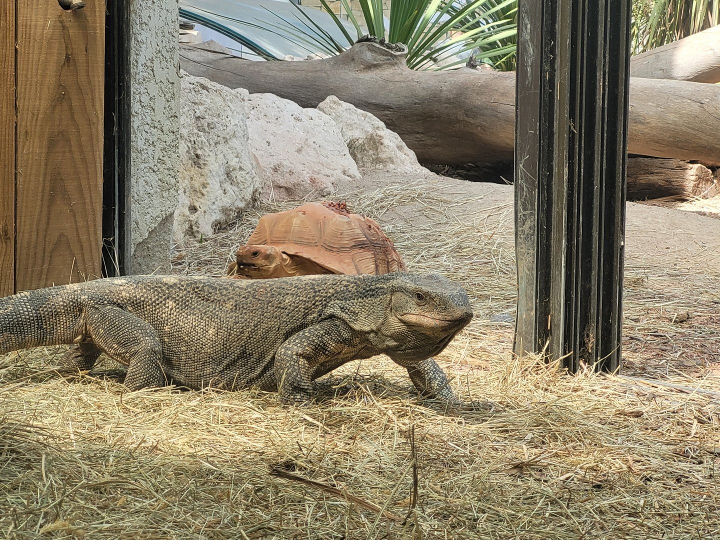 Black-throated monitor and African spurred tortoise -Réserve Africaine de Sigean (2022)