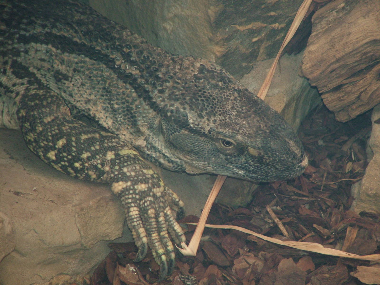 Black-throated Monitor at the Palms: Final Visit, 08/08/10
