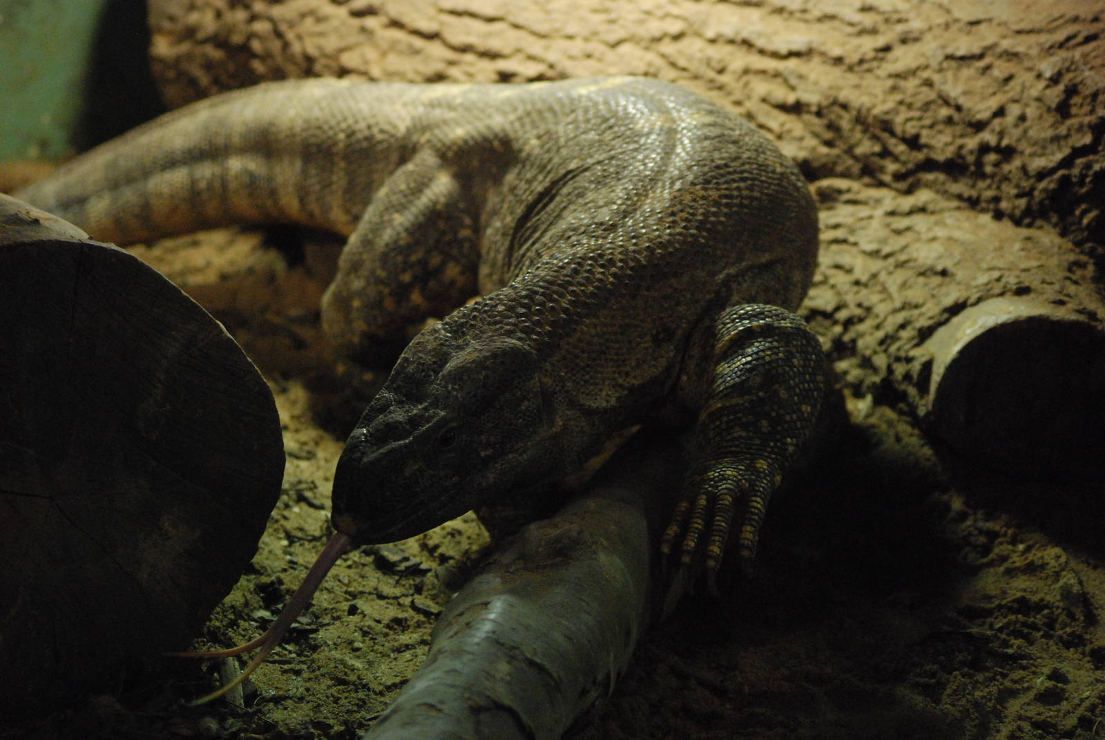 Black-throated Monitor at Twycross, 18/06/11