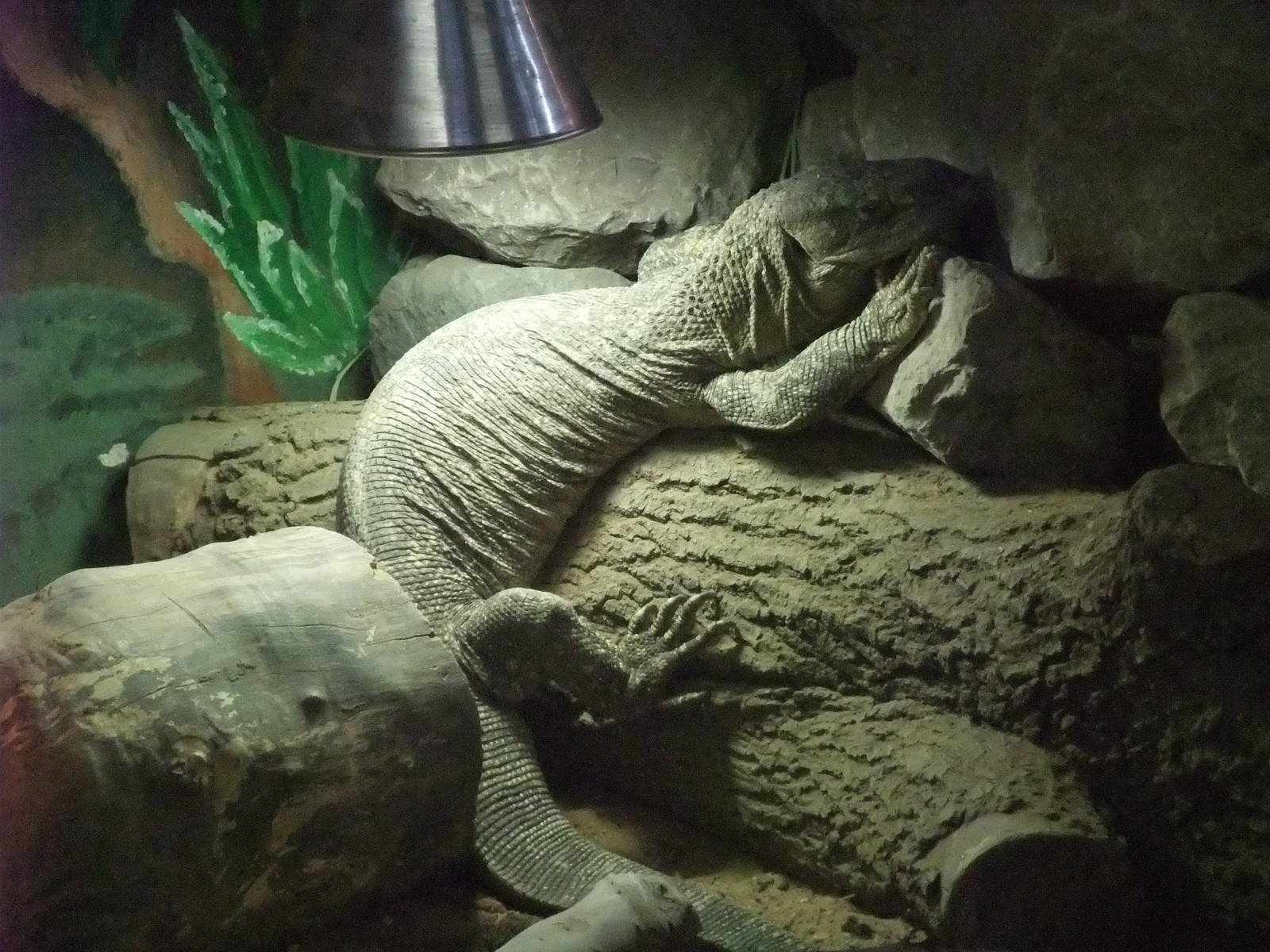 Black-throated Monitor at Twycross, 28/11/10