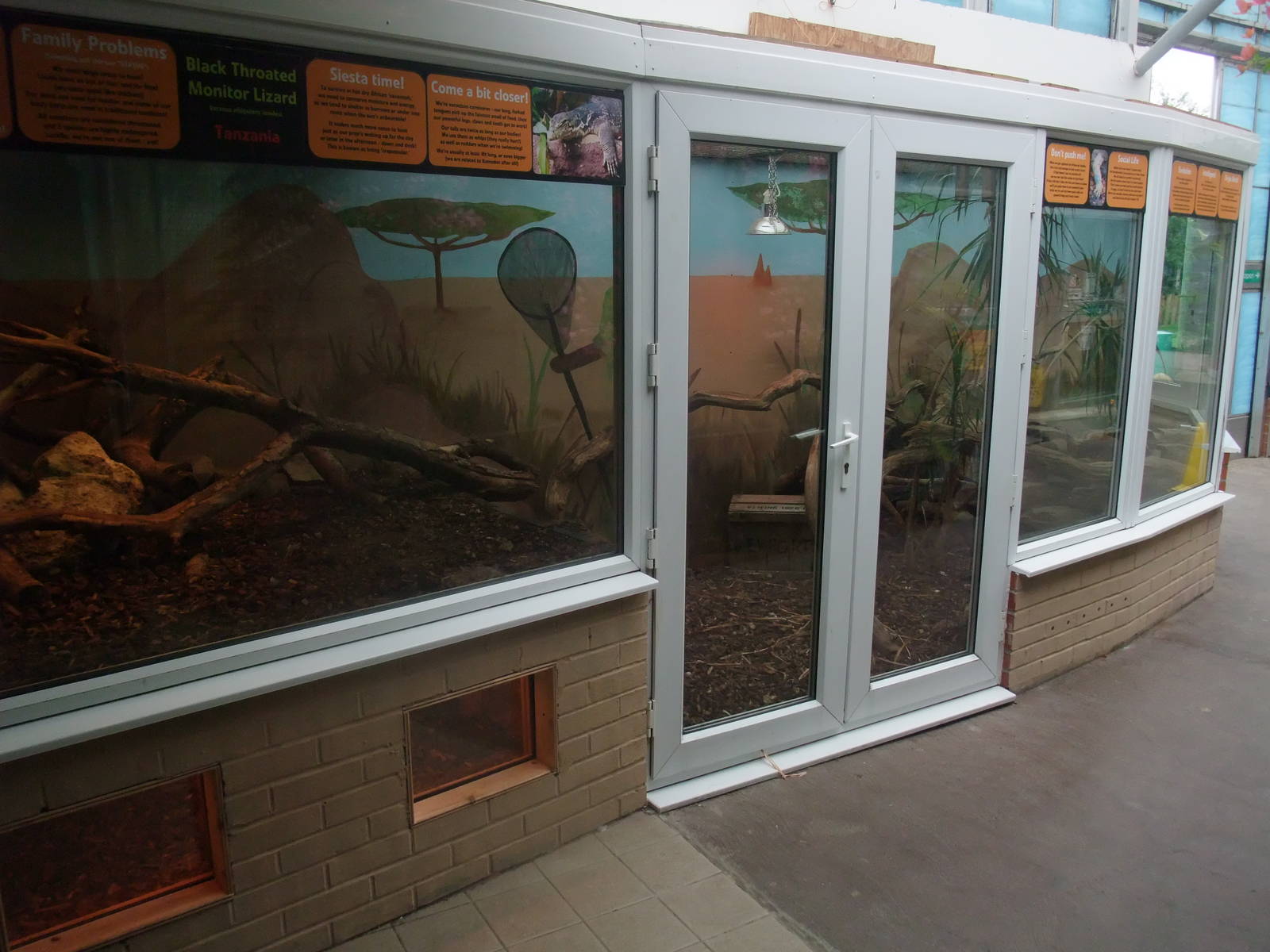 Black-throated Monitor Exhibit at the Palms: Final Visit, 08/08/10