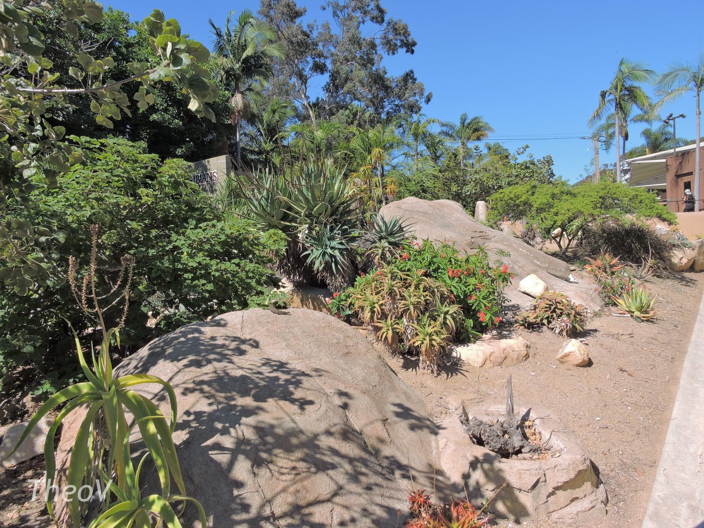 Black-throated monitor exhibit - Discovery Outpost [2015]