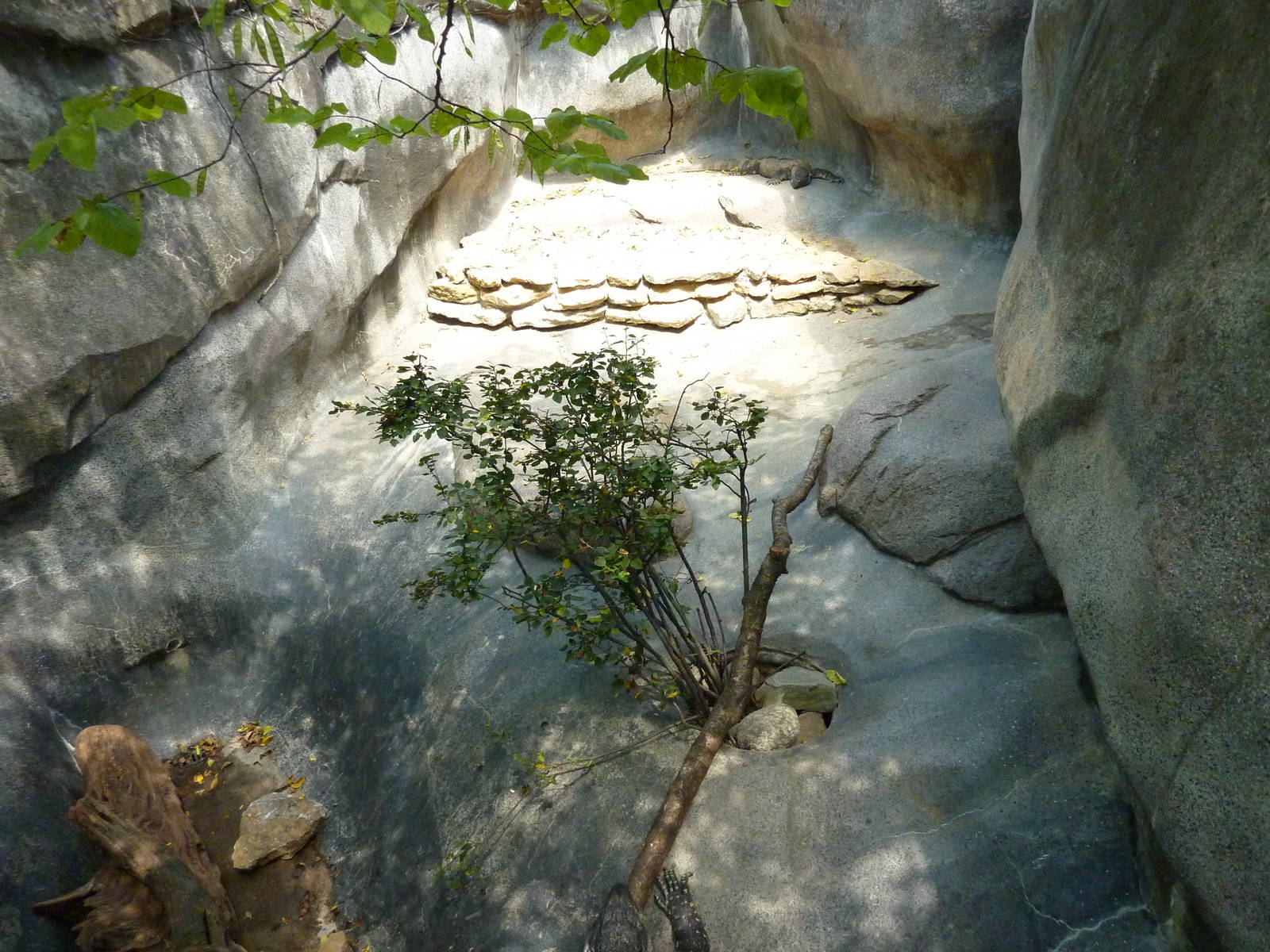 Black-Throated Monitor Exhibit