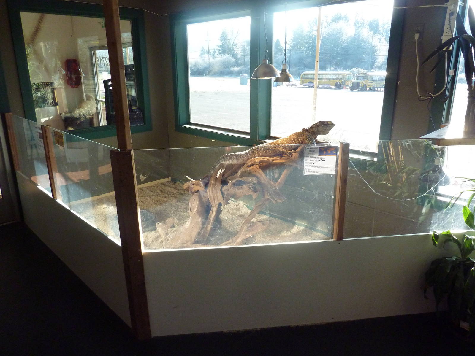 Black-Throated Monitor Exhibit