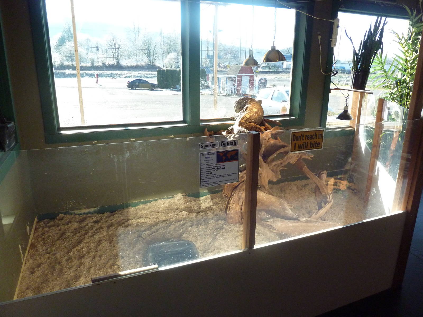 Black-Throated Monitor Exhibit
