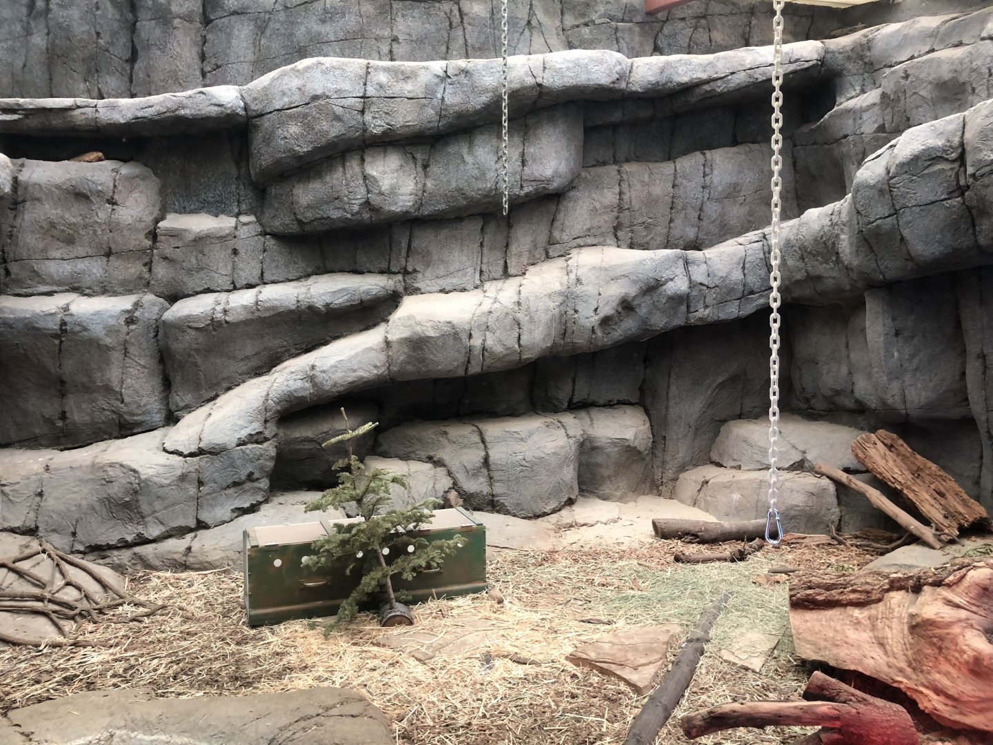 Black throated monitor exhibit