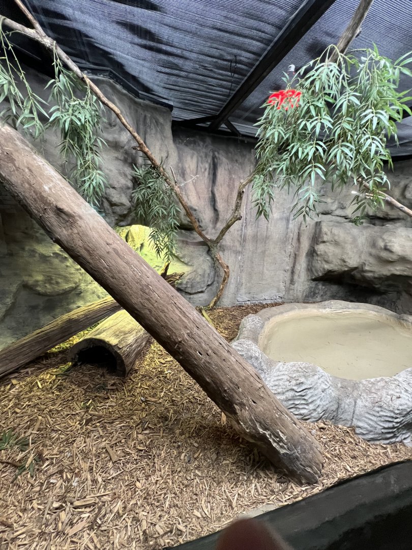 Black-Throated Monitor Exhibit