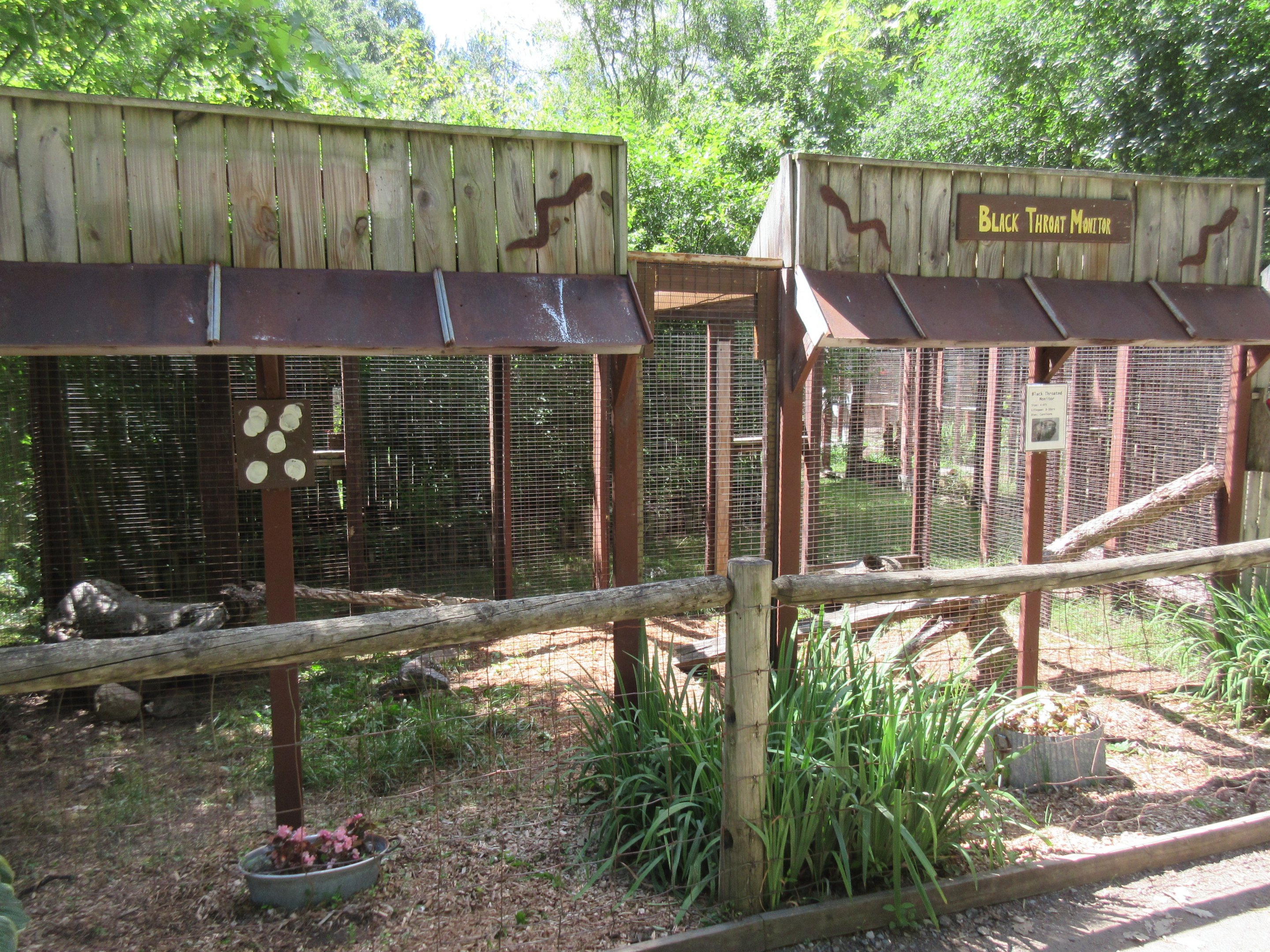 Black-throated Monitor Exhibits