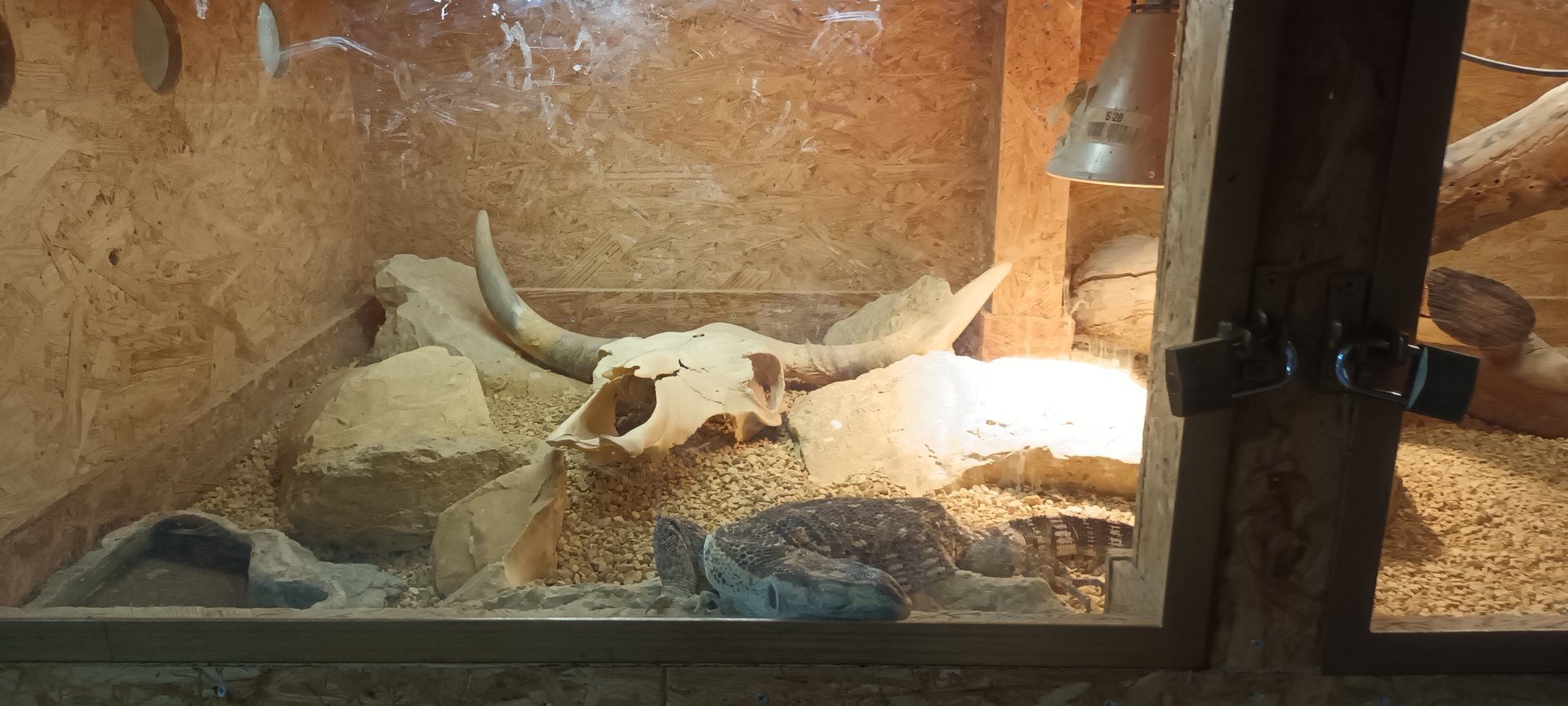 Black throated Monitor Habitat