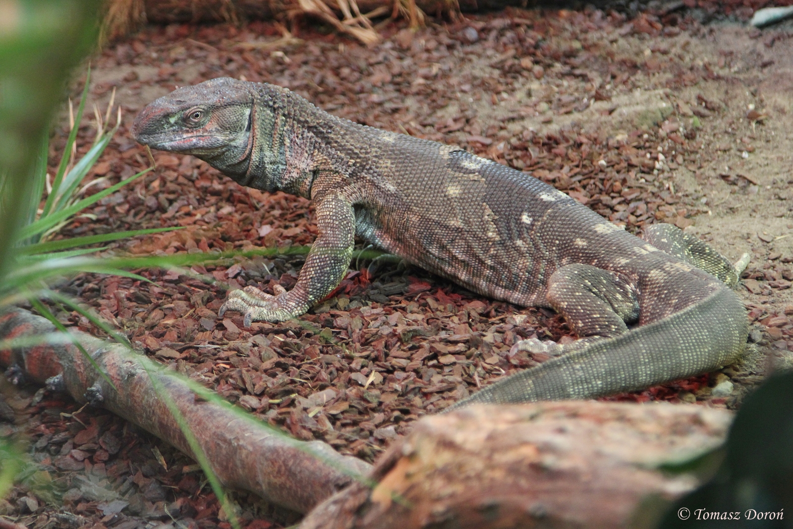 Black-throated Monitor (Varanus albigularis ionidesi), March 2015