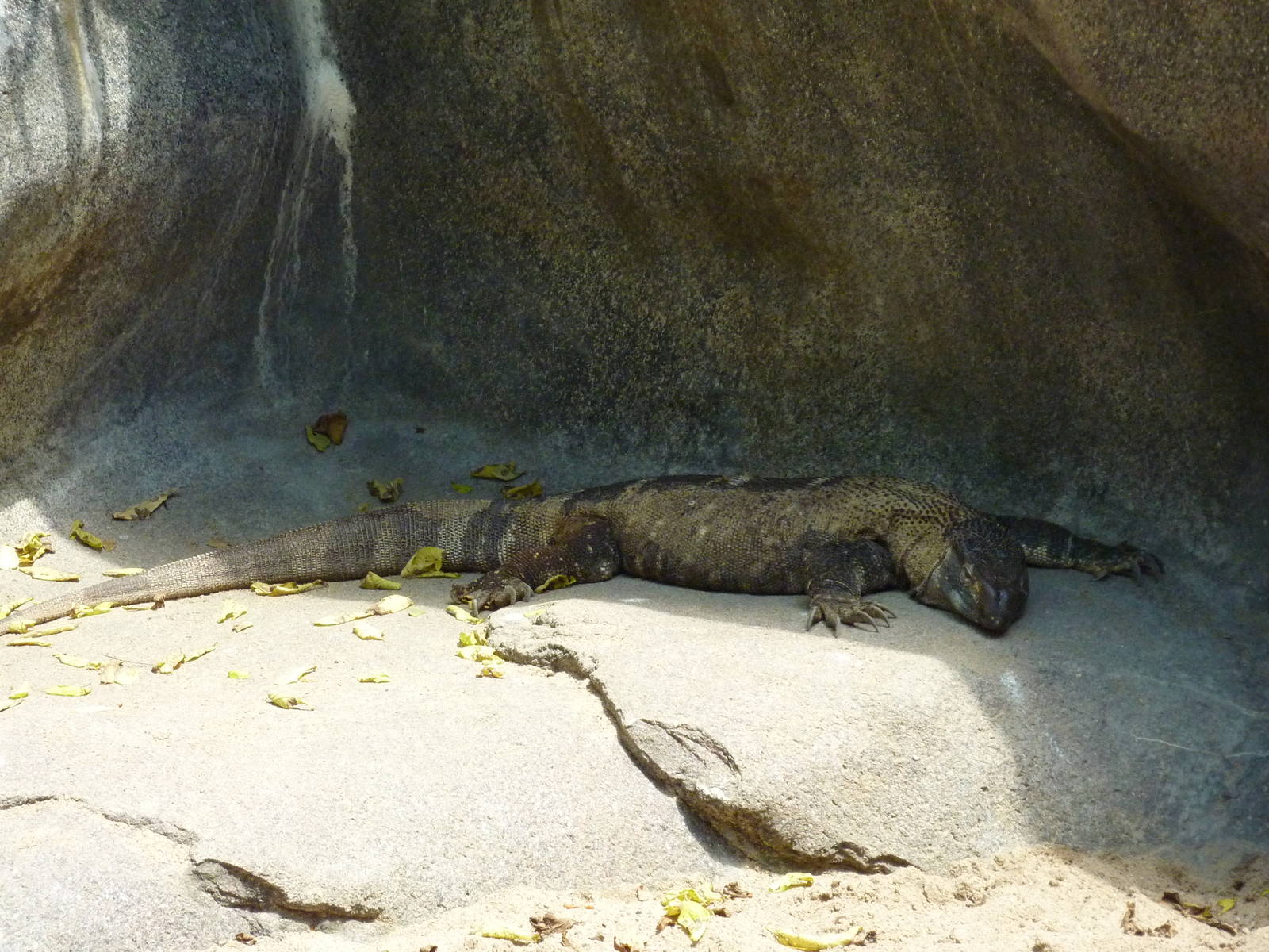 Black-Throated Monitor