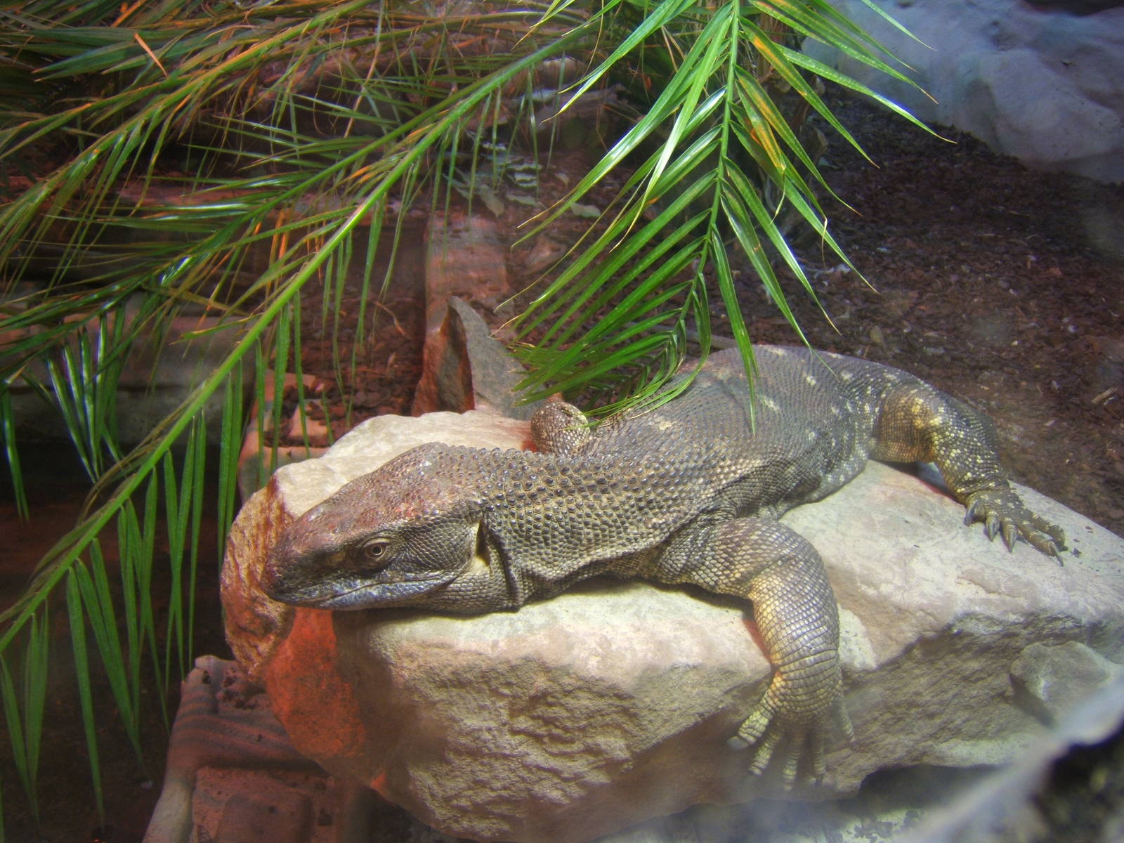 Black-throated Monitor