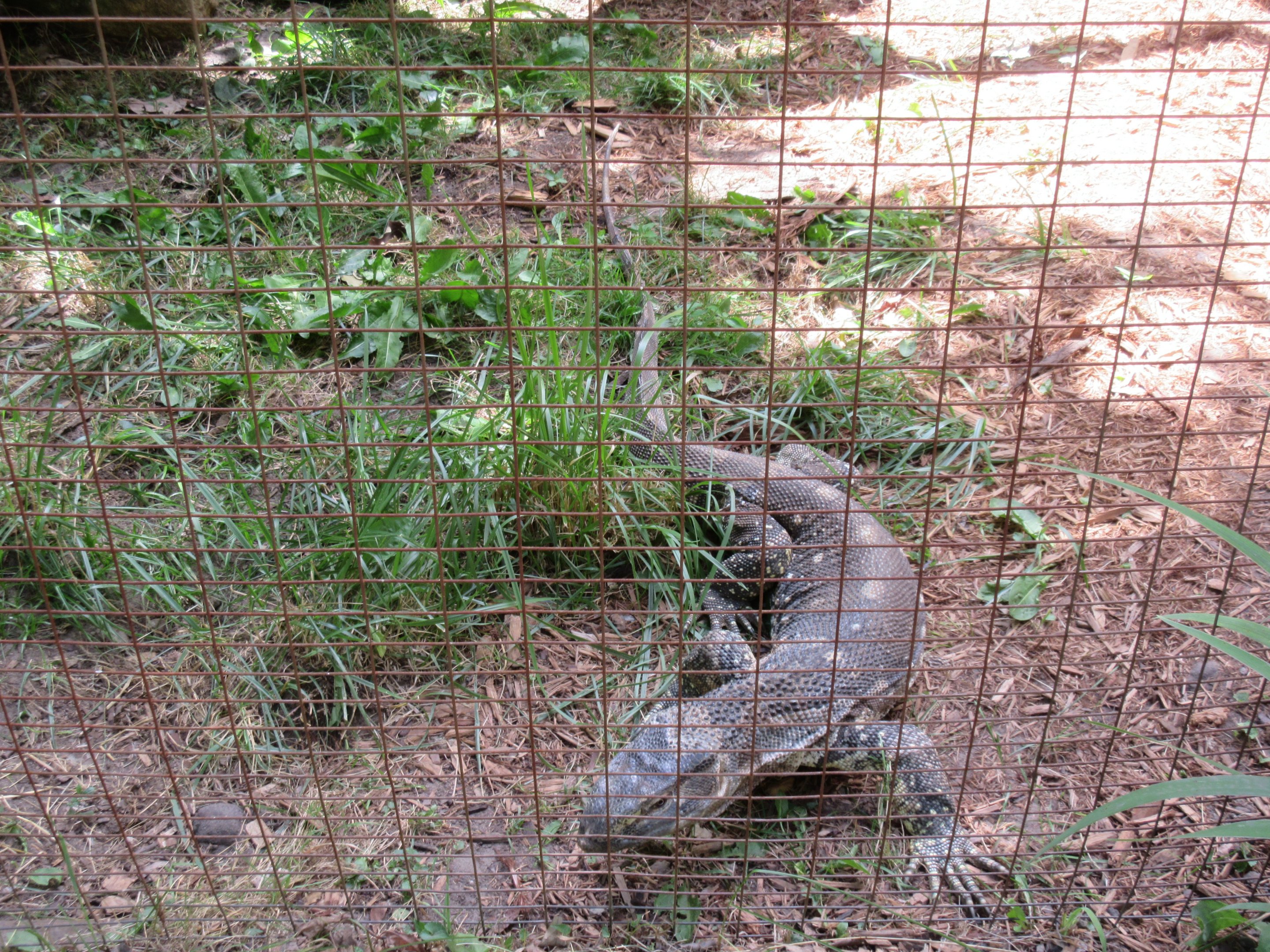 Black-throated Monitor